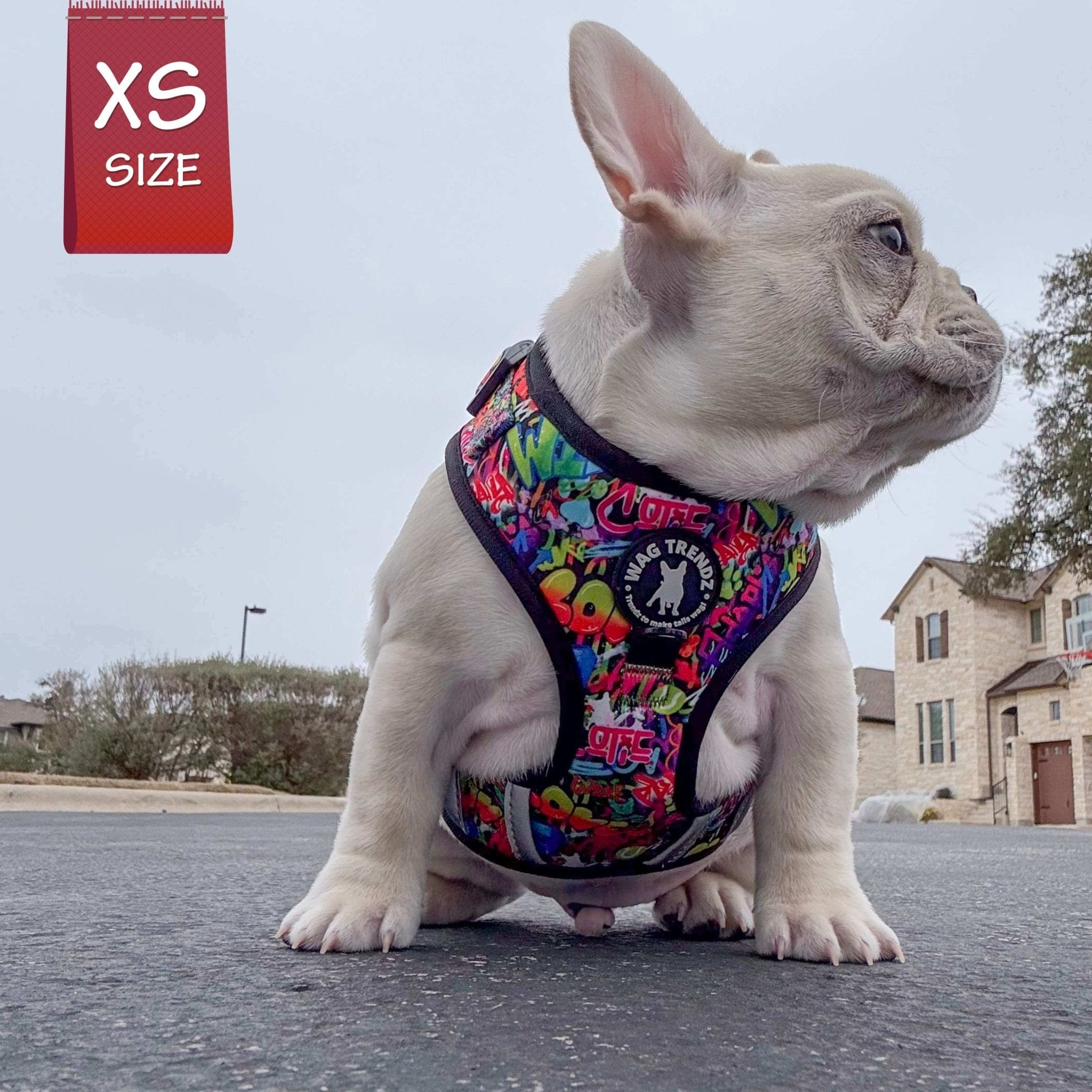 No Pull Dog Harness - Adjustable - Front Clip - worn by French Bulldog puppy standing on road - multi-colored street graffiti design - Wag Trendz