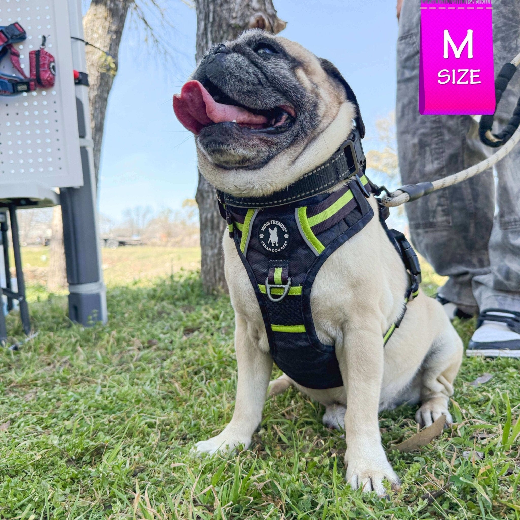 No Pull Dog Harness - with handle - Pug wearing black and gray camo no pull dog harness with high visibility accents - sitting outdoors on concrete with black door in background - Wag Trendz