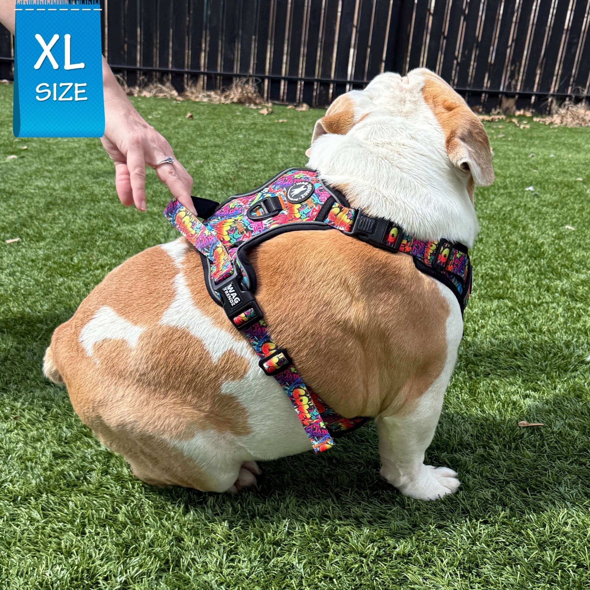 No Pull Dog Harness - with handle - English Bulldog wearing the multi colored Street Graffiti no pull dog harness - sitting on green grass with black fence in background- Wag Trendz