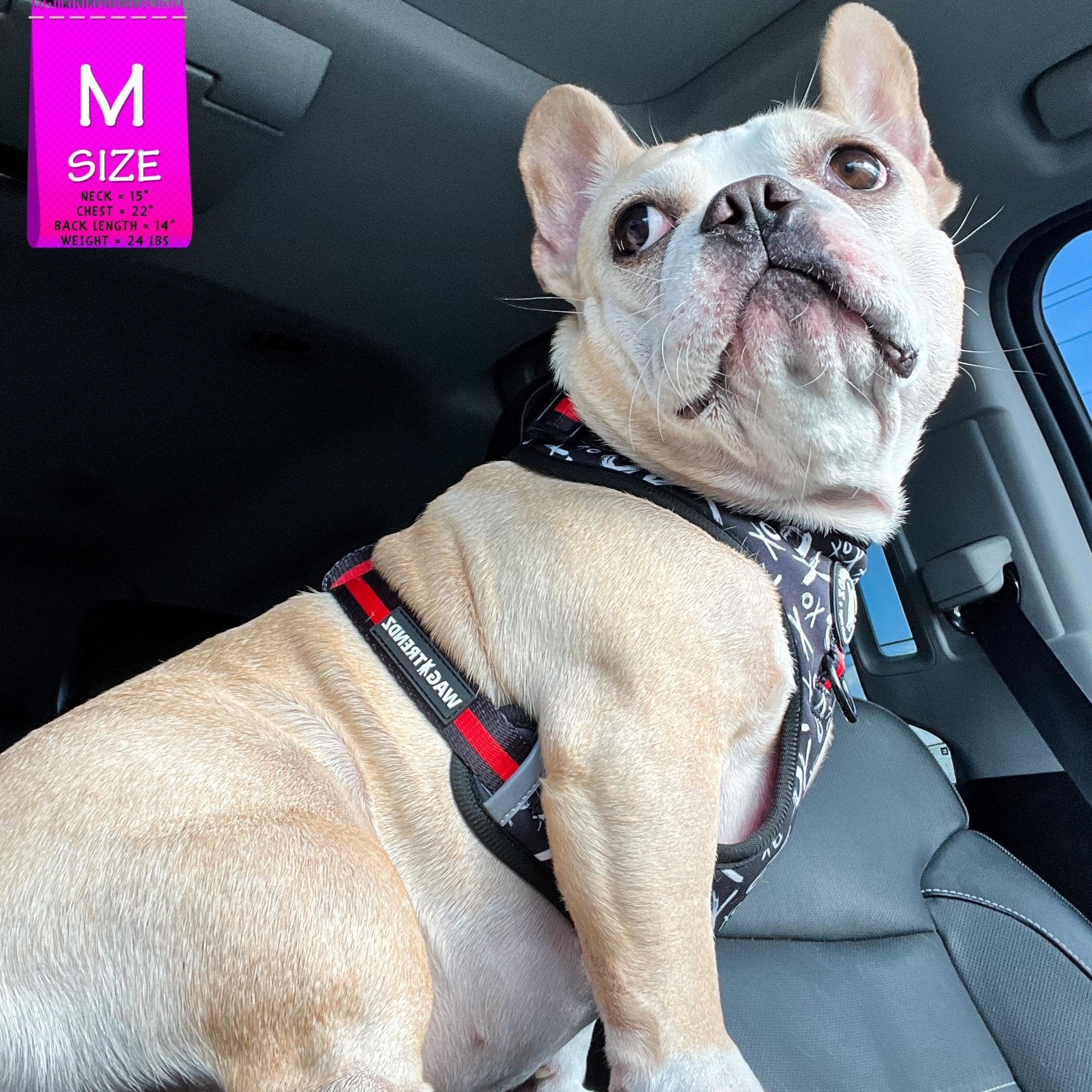 No Pull Dog Harness- Adjustable - Front Clip - French Bulldog wearing black no pull dog harness with white XO's and red accents - sitting in a car - Wag Trendz