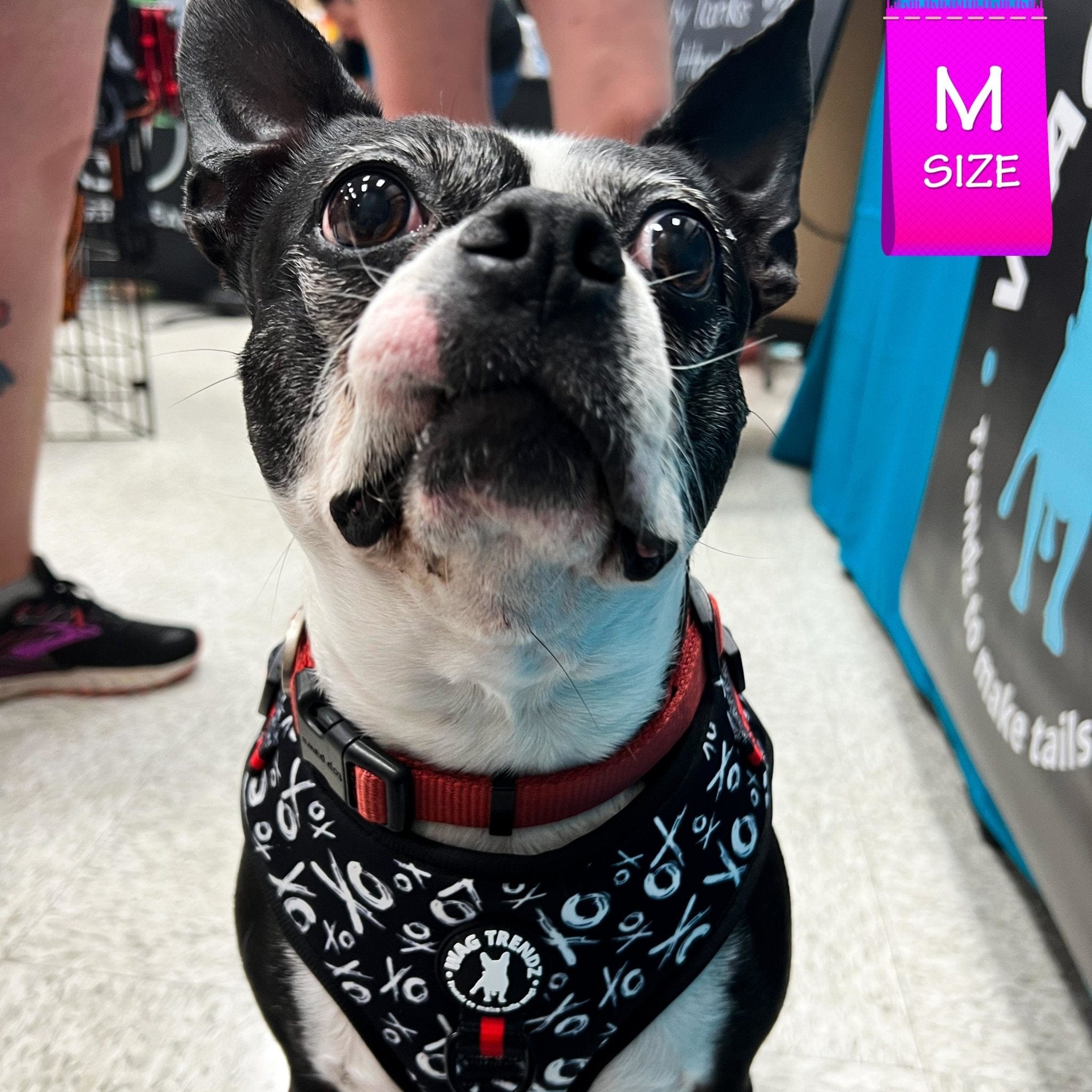 No Pull Dog Harness - Adjustable - Front Clip - Boston Terrier wearing black no pull dog harness with white XO's and red accents - sitting indoors - Wag Trendz