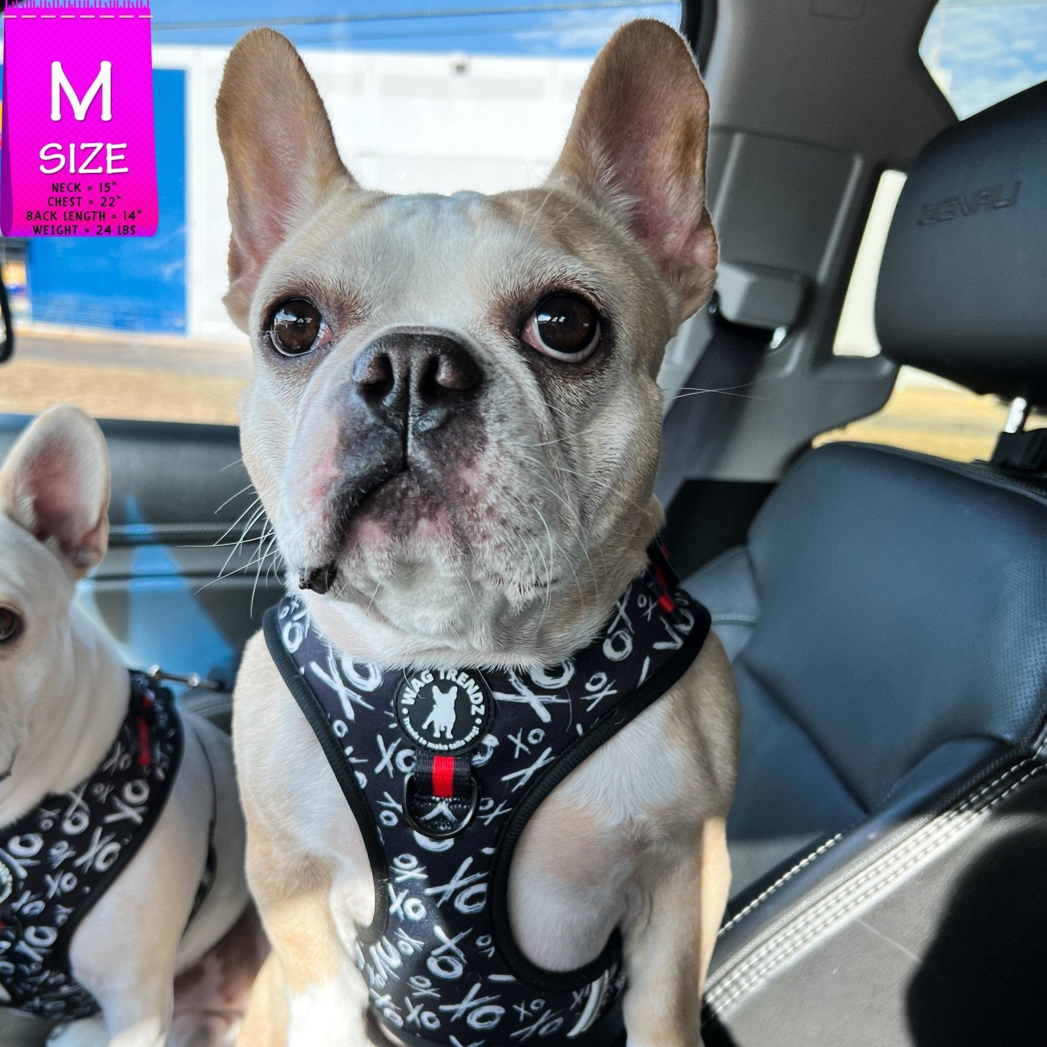 No Pull Dog Harness - Adjustable - Front Clip - French Bulldogs wearing black no pull dog harnesses with white XO's and red accents - standing in a car - Wag Trendz
