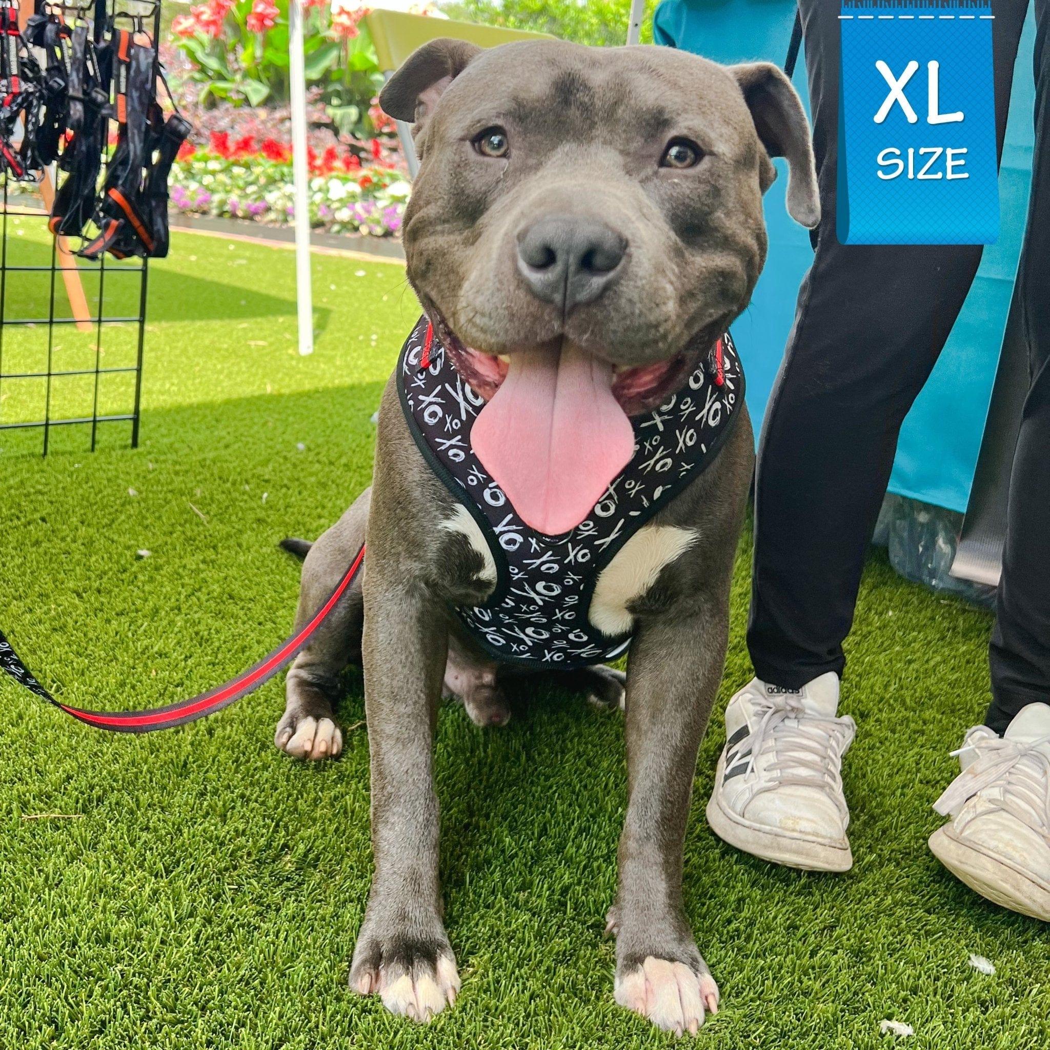 No Pull Dog Harness - Adjustable - Front Clip - Pit Bull wearing black no pull dog harness with white XO's and red accents with matching dog leash - sitting outside in the grass - Wag Trendz