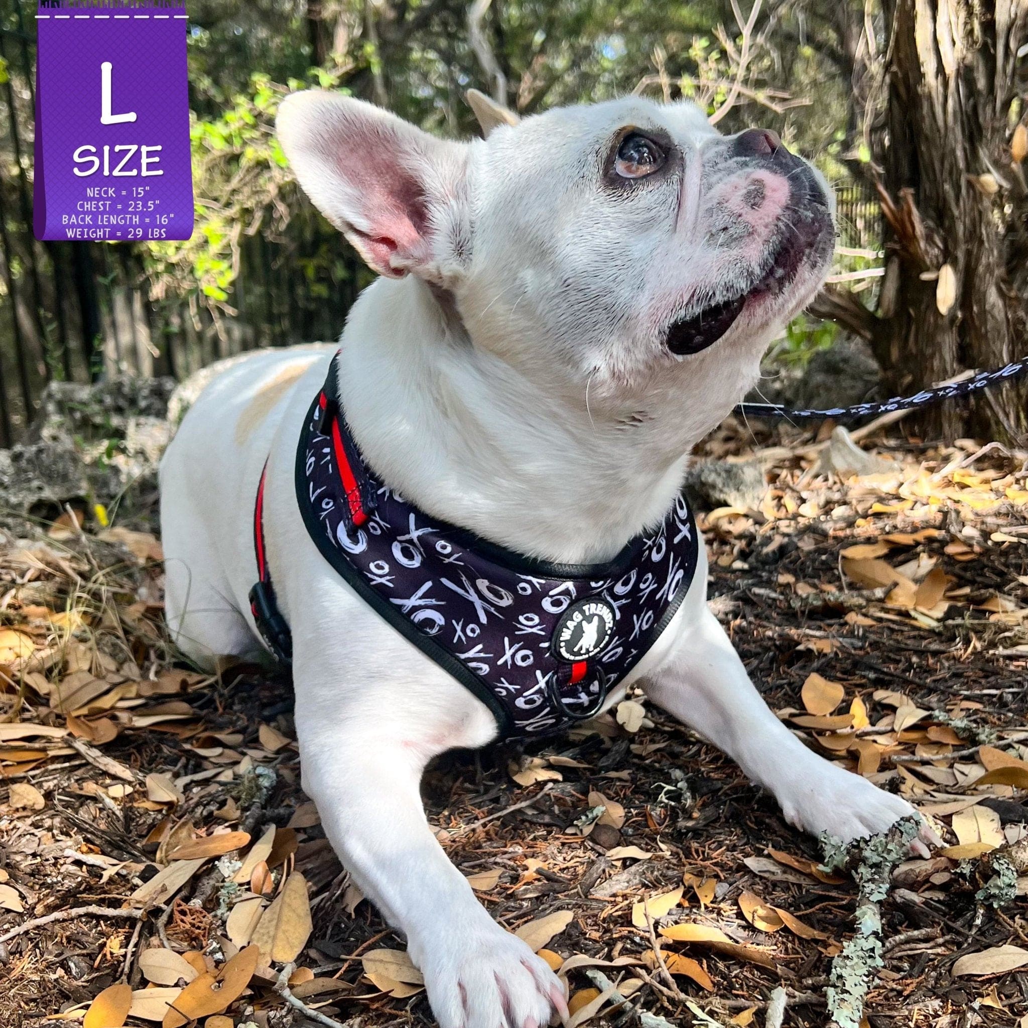 No Pull Dog Harness- Adjustable - Front Clip - French Bulldog wearing black no pull dog harness with white XO's and red accents - sitting outside in leaves - Wag Trendz