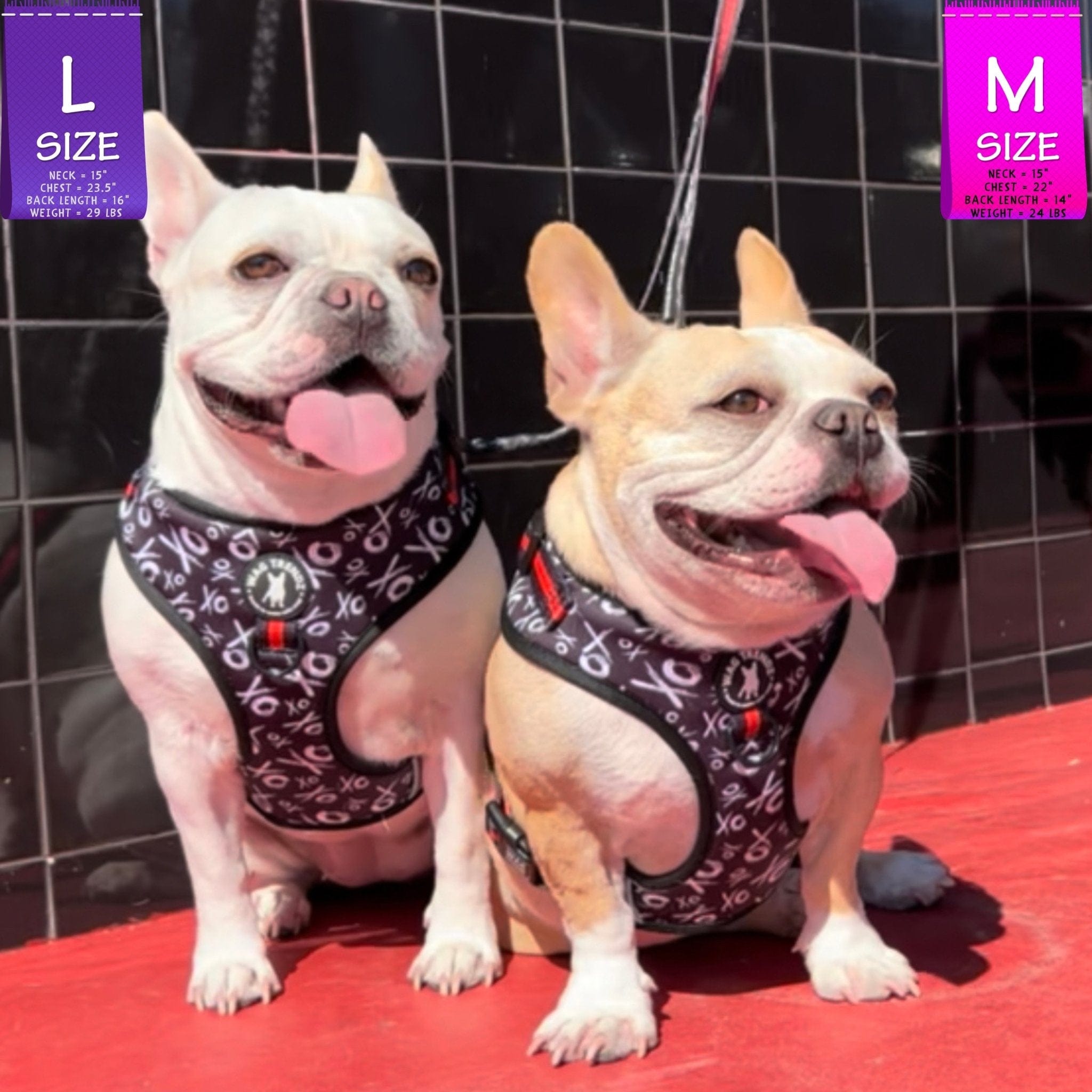 No Pull Dog Harness - Adjustable - Front Clip - Two French Bulldogs wearing black no pull dog harnesses with white XO's and red accents - sitting outside in front of a black wall and red concrete sidewalk - Wag Trendz