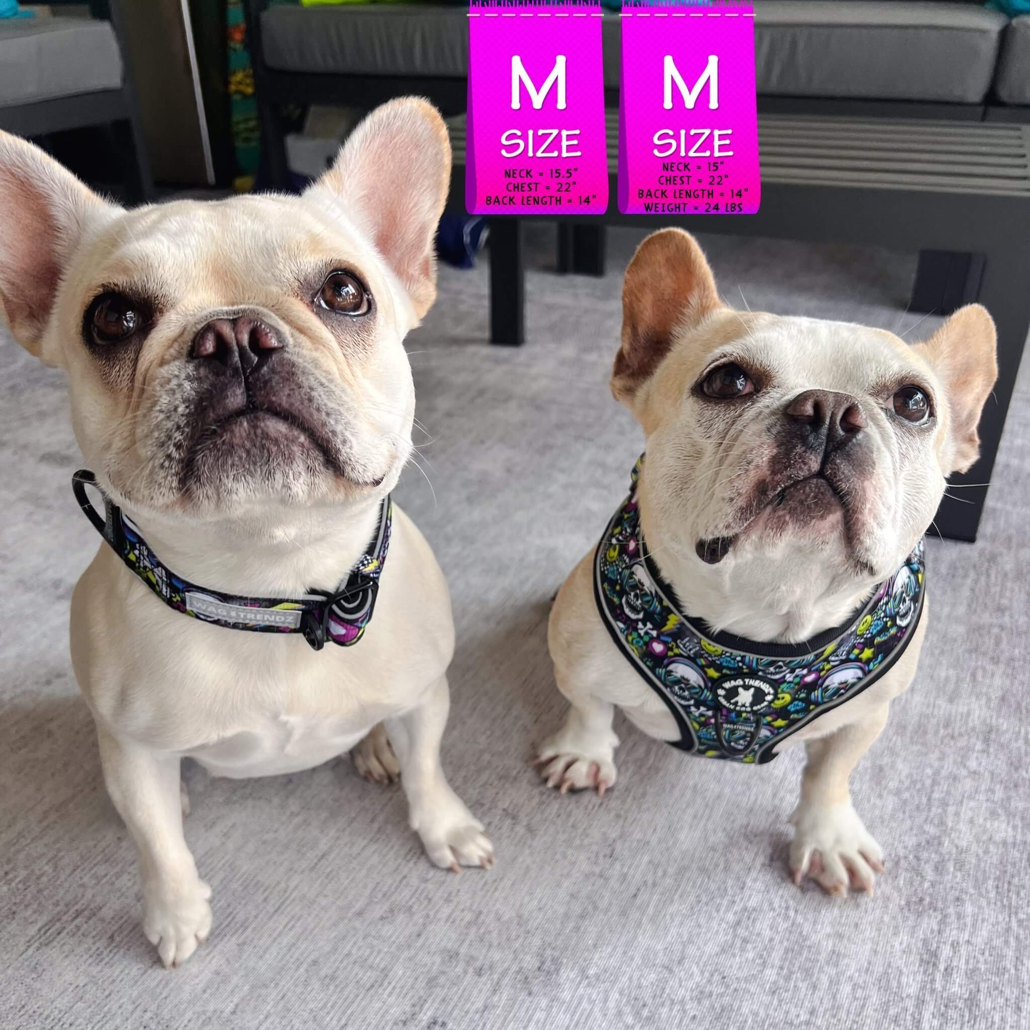 No Pull Dog Harness - French Bulldogs wearing Skull Society no pull dog harness and reflective collar with multicolored graphics in yellow, blue, purple with black background - sitting outdoors on white rug - Wag Trendz