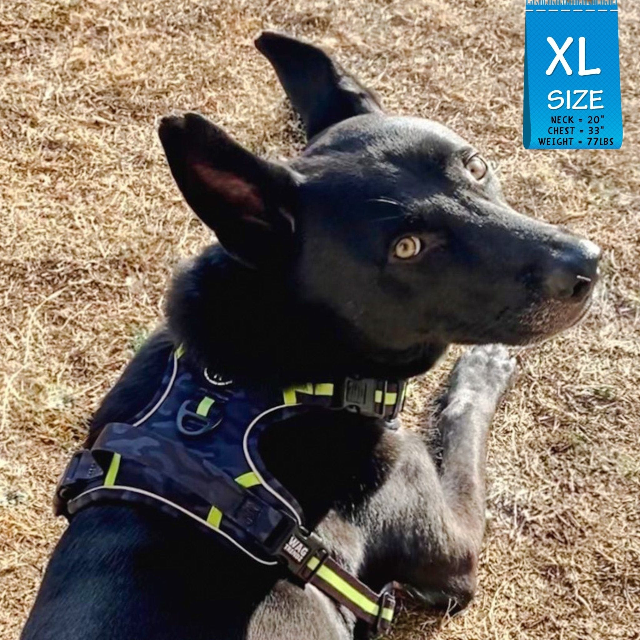 No Pull Dog Harness - with handle - German Shepherd mix wearing black and gray camo no pull dog harness with high visibility accents - back view - sitting outdoors in the grass looking over his shoulder - Wag Trendz