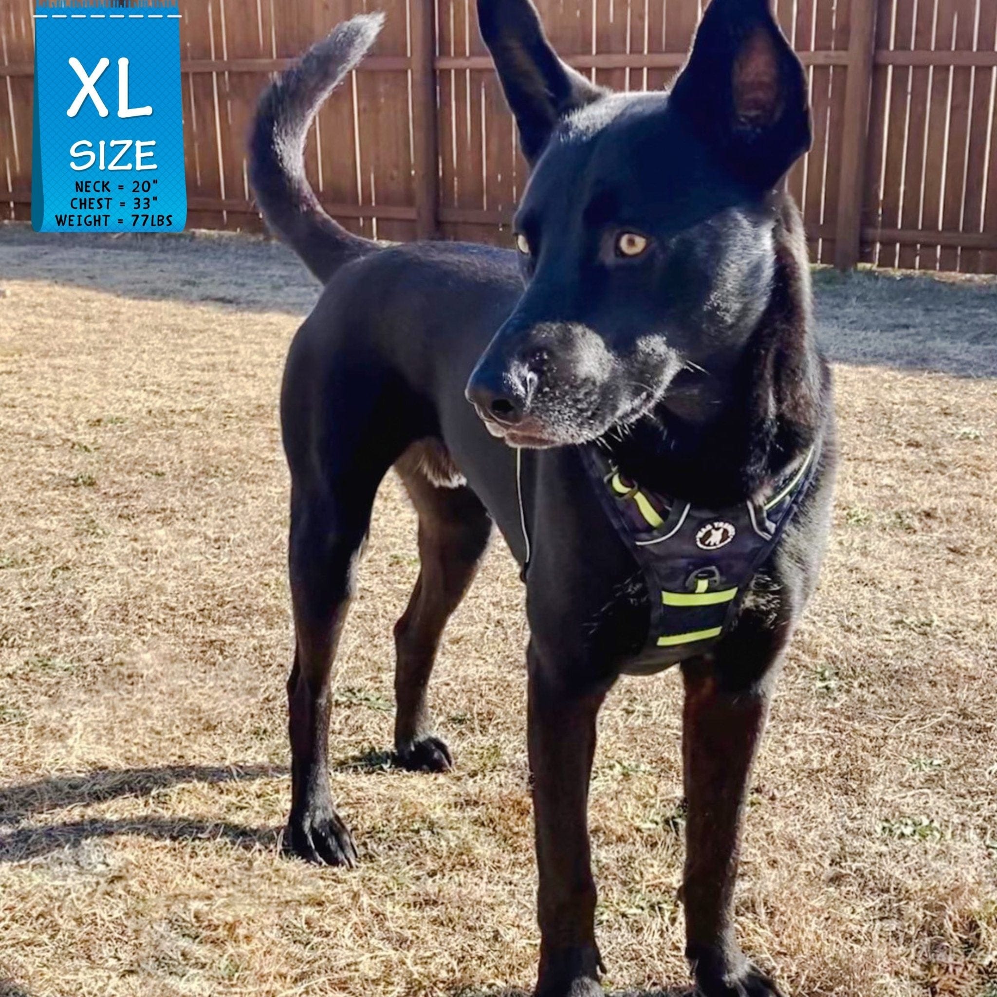 No Pull Dog Harness - with handle - German Shepherd mix wearing black and gray camo no pull dog harness with high visibility accents - back view - outdoors standing in the grass looking to the side with brown fence in background - Wag Trendz