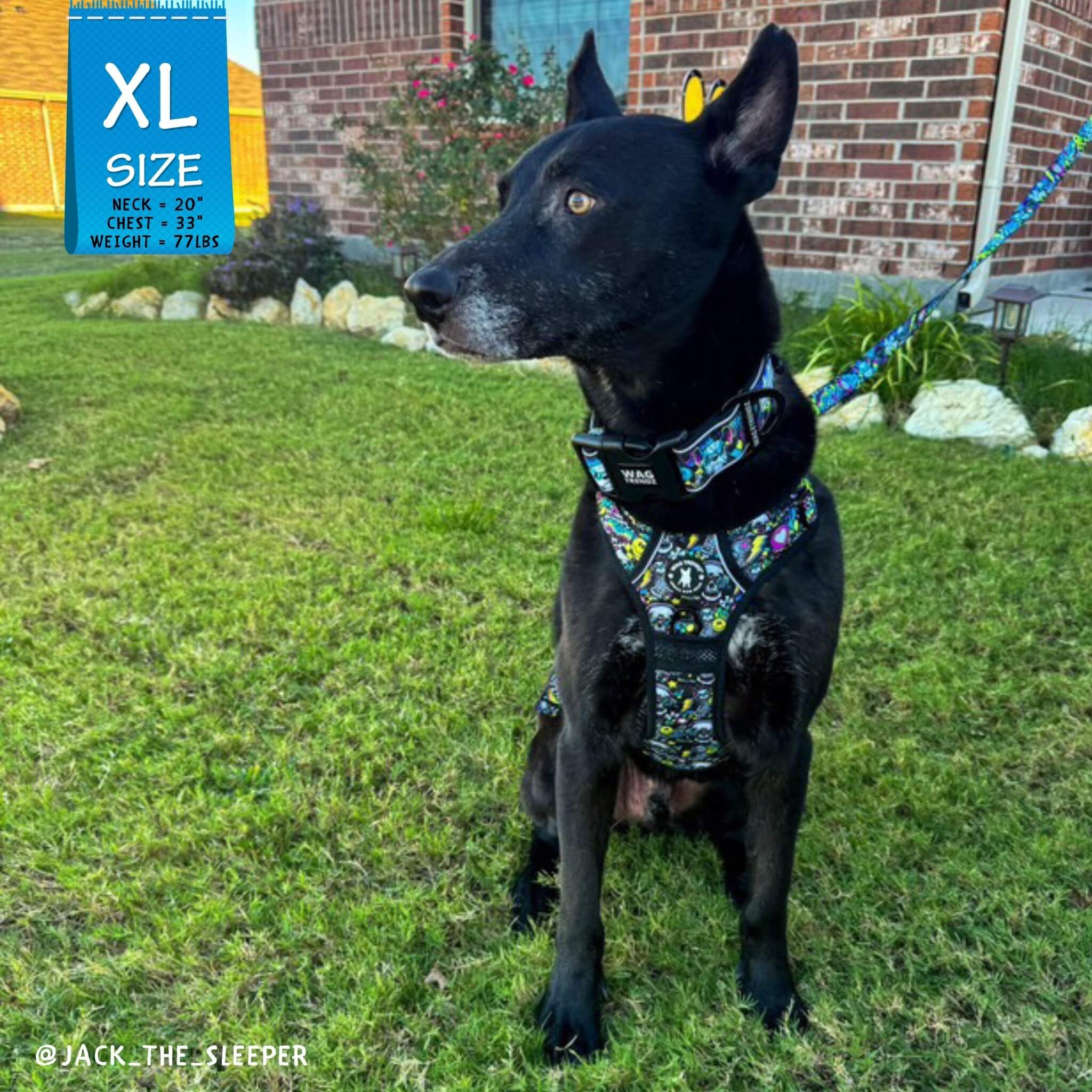 No Pull Dog Harness with Handle - German Shepherd mix wearing Skull Society no pull dog harness with handle, collar and leash with multicolored graphics in yellow, blue, purple with black background - sitting outdoors in the grass - Wag Trendz