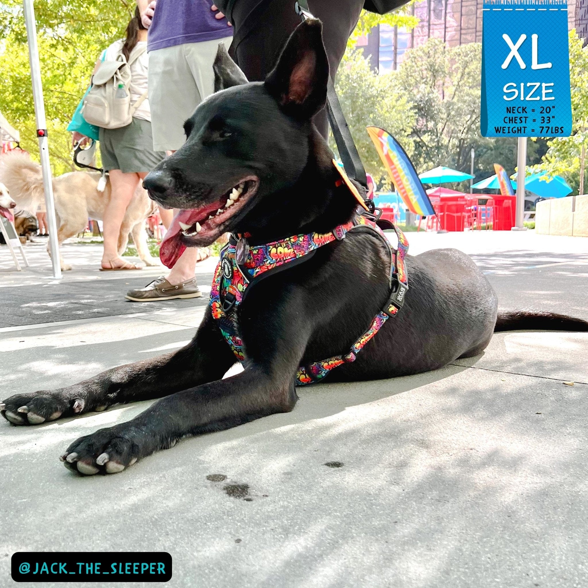 No Pull Dog Harness - with handle - German Shepherd mix wearing multi colored Street Graffiti no pull dog harness - laying outdoors on a sidewalk - Wag Trendz