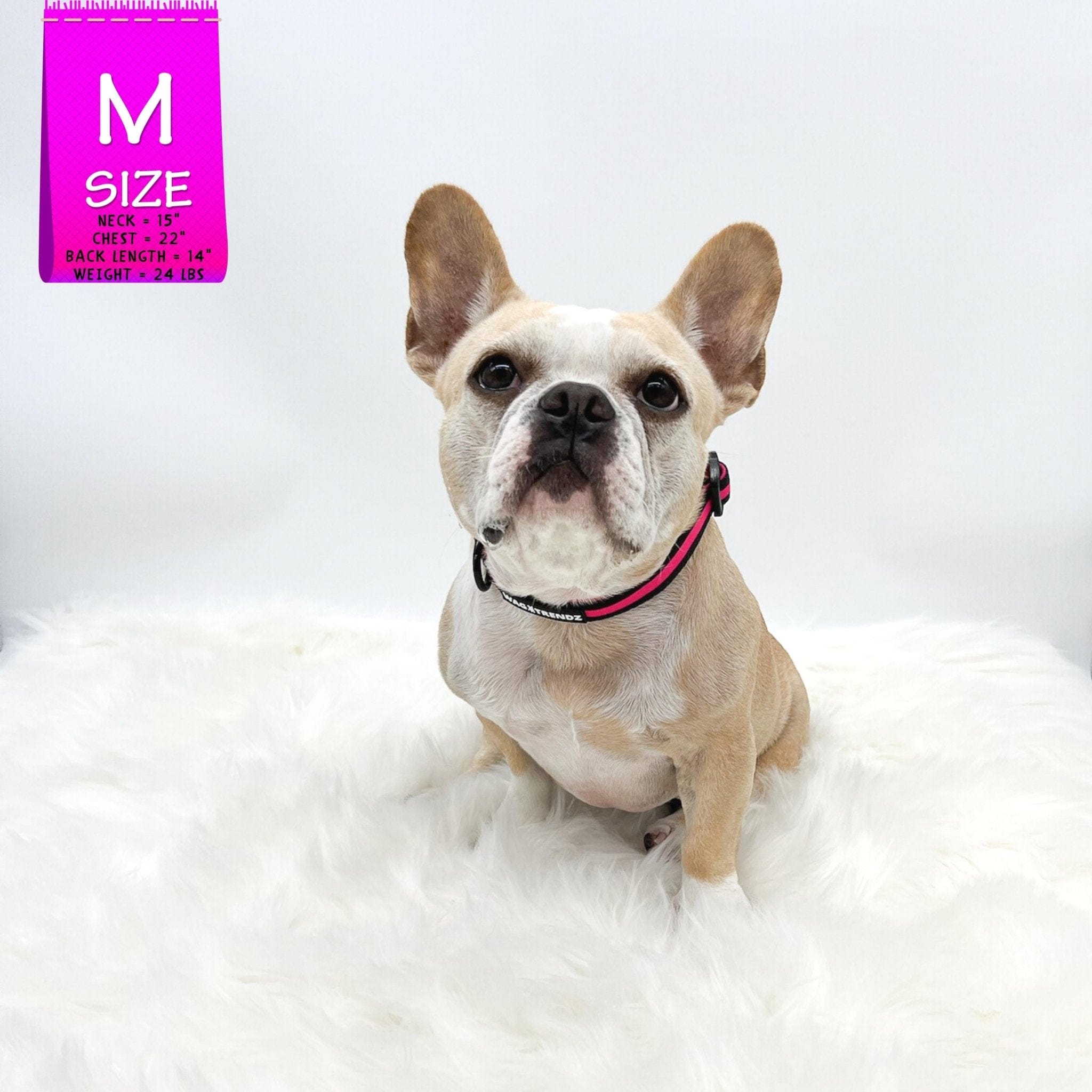 Nylon Dog Collar - Pink - Frenchie Bulldog wearing black with bold pink stripe collar - against a solid white background - Wag Trendz