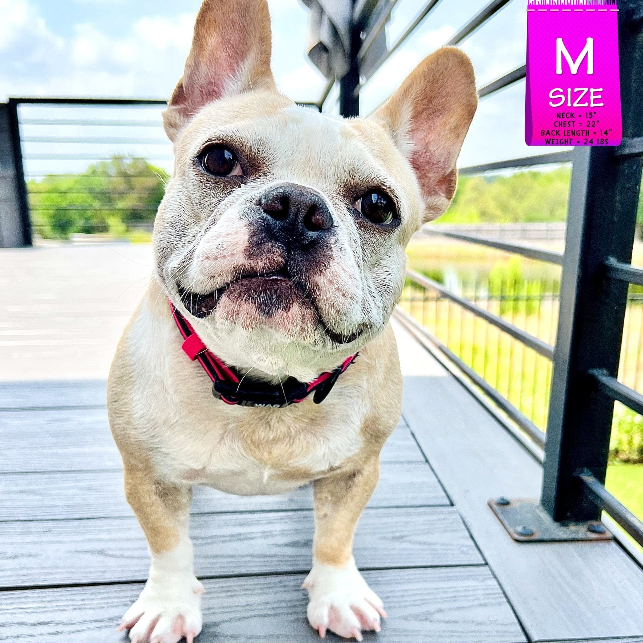 Nylon Dog Collar - Pink - Frenchie Bulldog wearing black with bold pink stripe nylon dog collar - standing outdoors on a gray deck with black railing - Wag Trendz