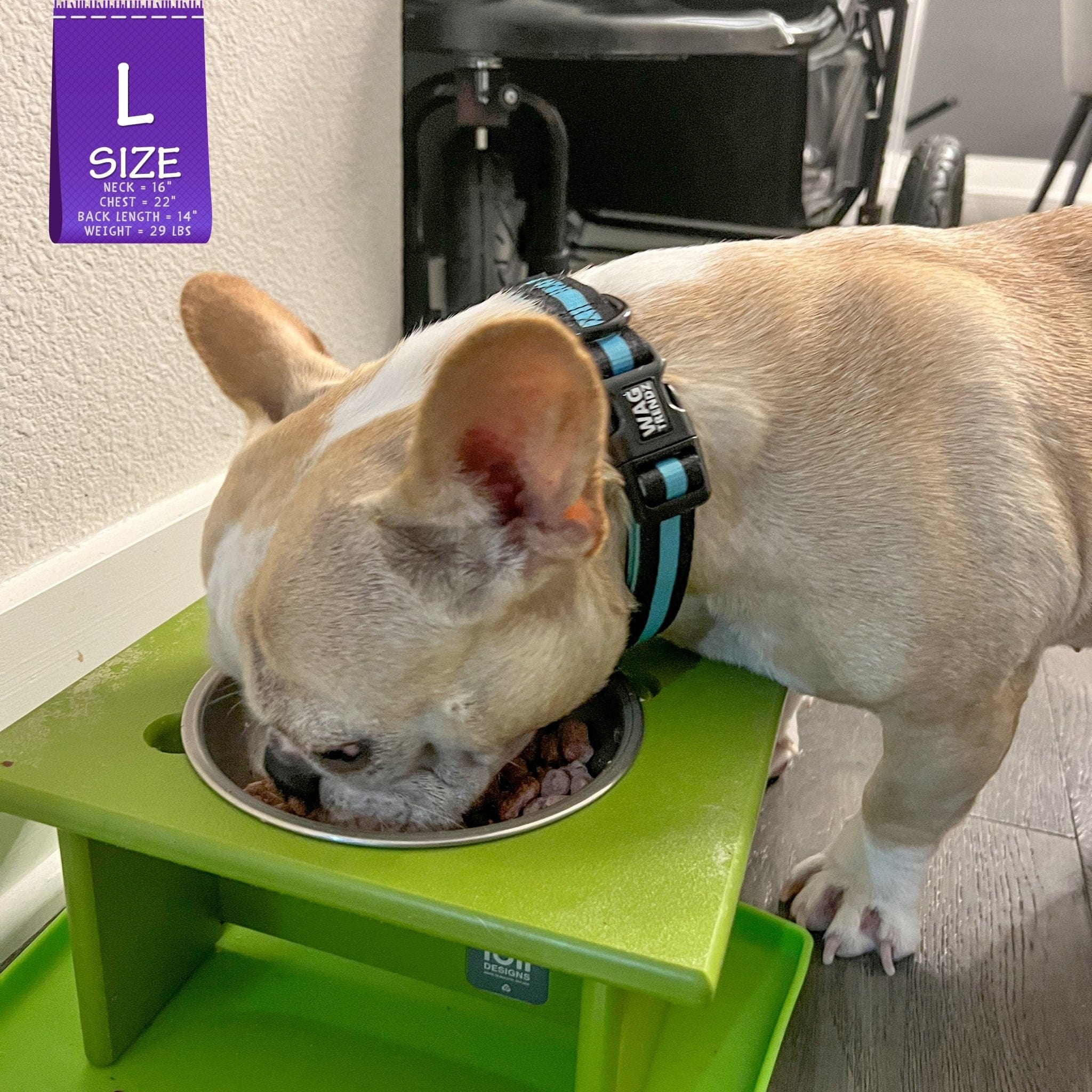 Nylon Dog Collar - French Bulldog wearing black nylon dog collar with bold teal stripe - eating out of of a bright green food dish - Wag Trendz