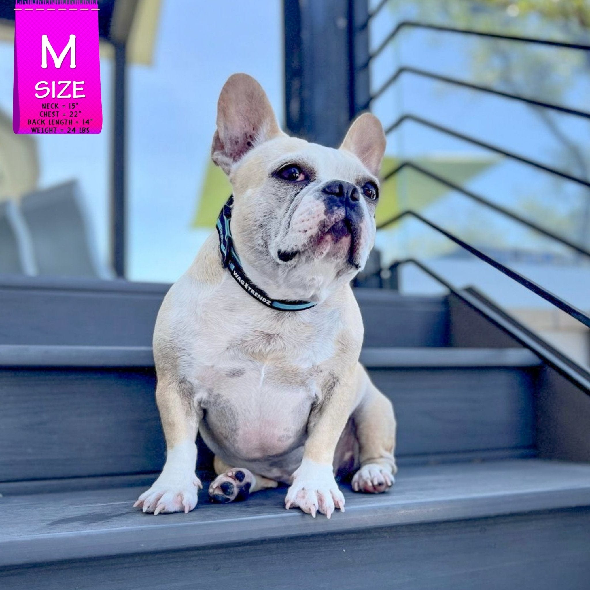 Nylon Dog Collar - French Bulldog wearing black nylon dog collar with bold teal stripe - sitting outdoors on a dark gray deck - Wag Trendz