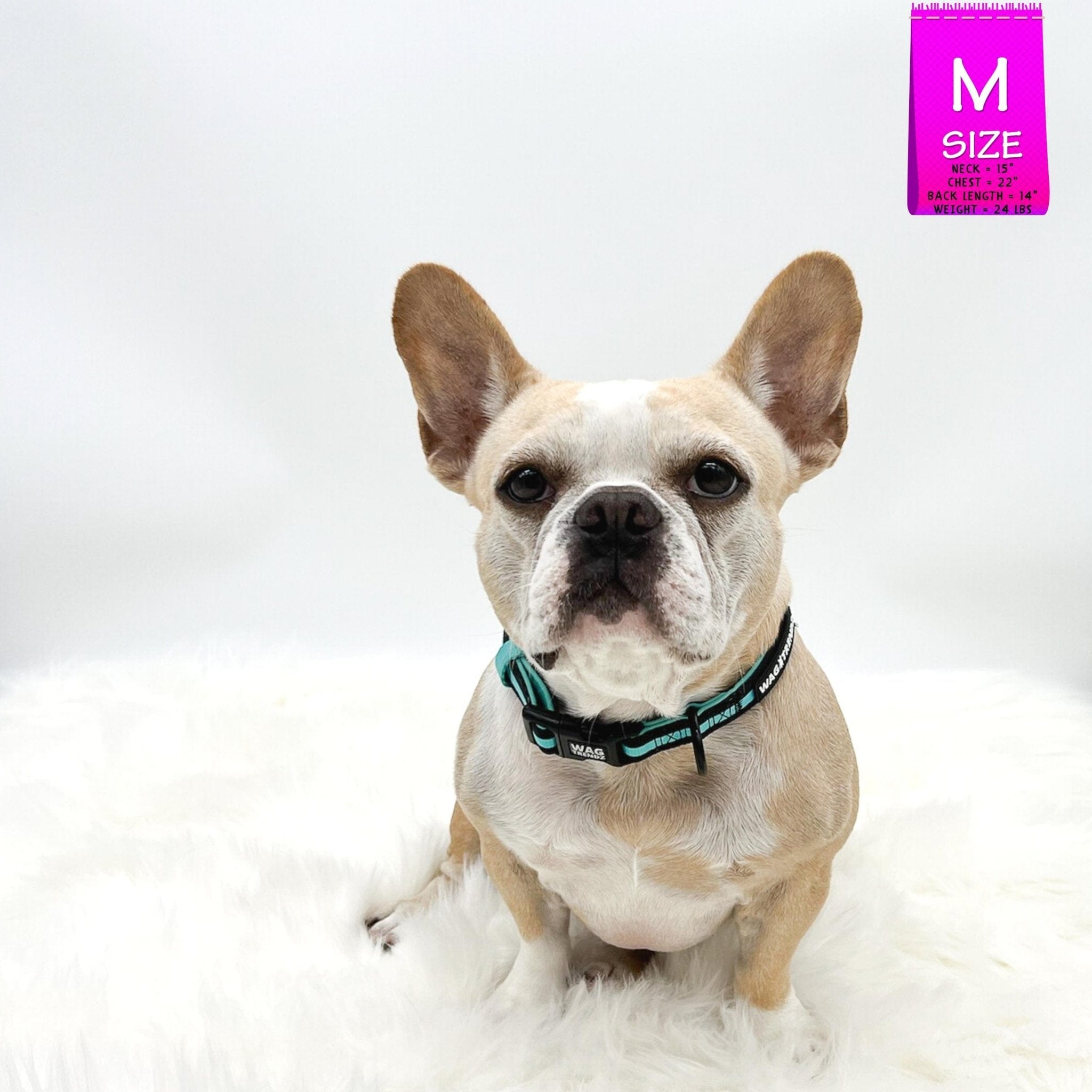 Nylon Dog Collar - French Bulldog wearing black nylon dog collar with bold teal stripe - against solid white background - Wag Trendz