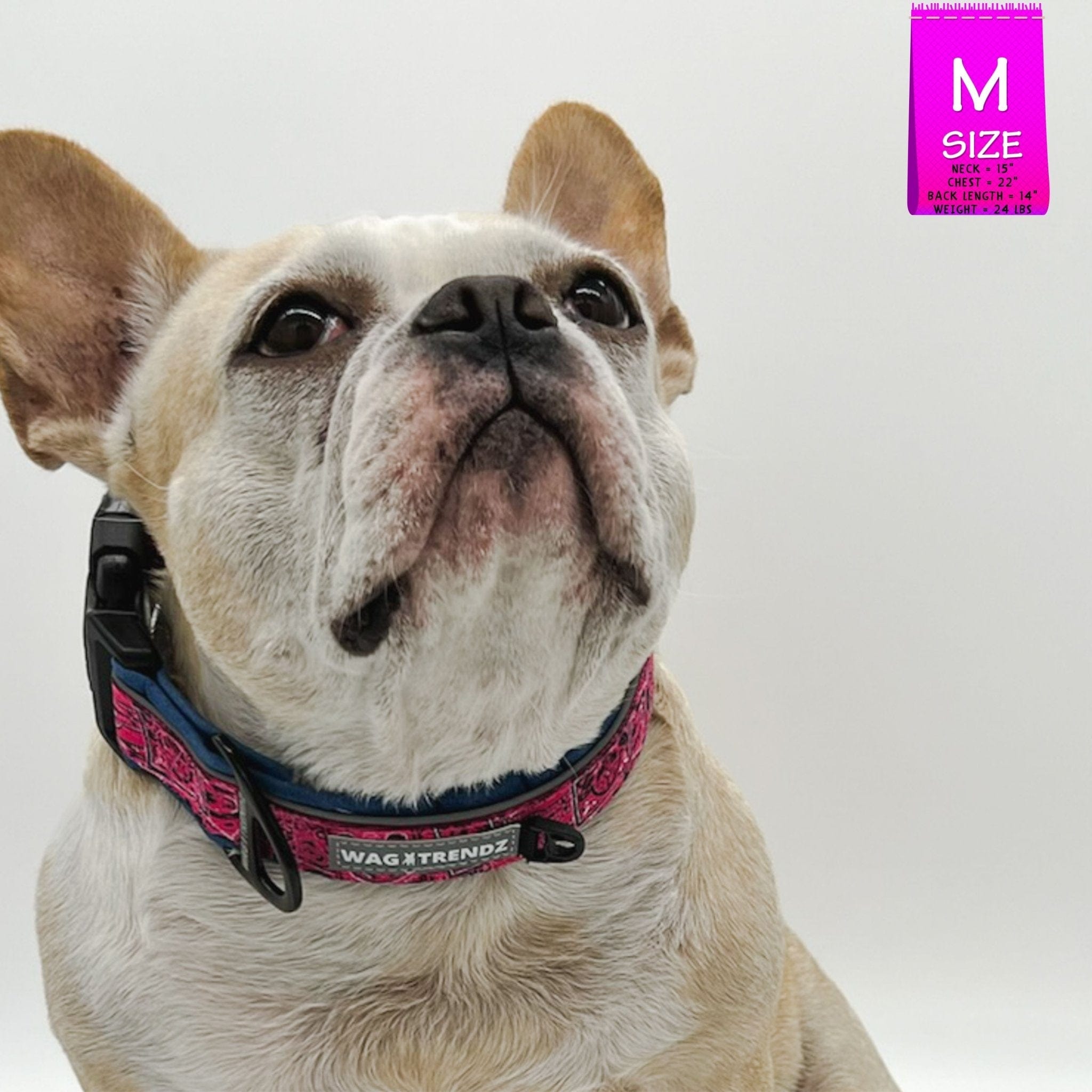 Reflective Dog Collar - French Bulldog wearing Bandana Boujee Reflective Dog Collar with Denim padded interior - against solid white background - Wag Trendz