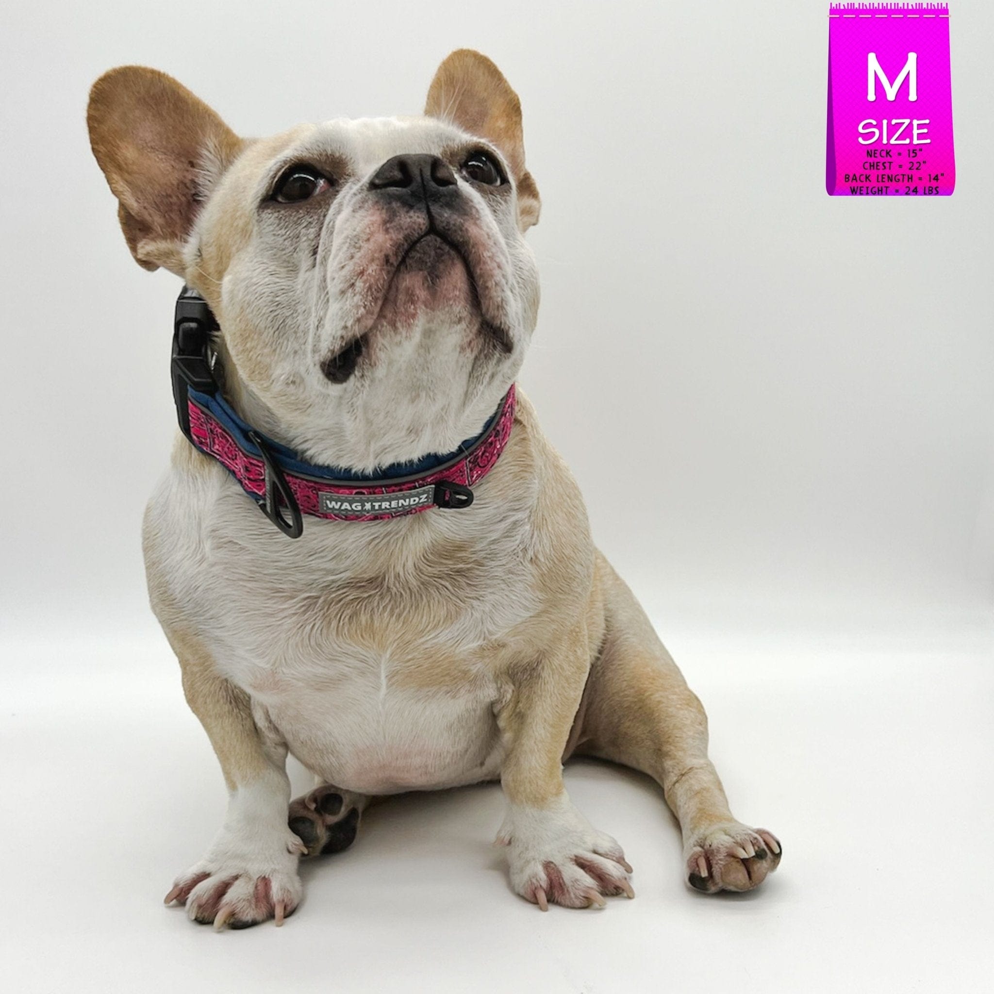 Reflective Dog Collar - French Bulldog wearing Bandana Boujee Reflective Dog Collar with Denim padded interior - against solid white background - Wag Trendz