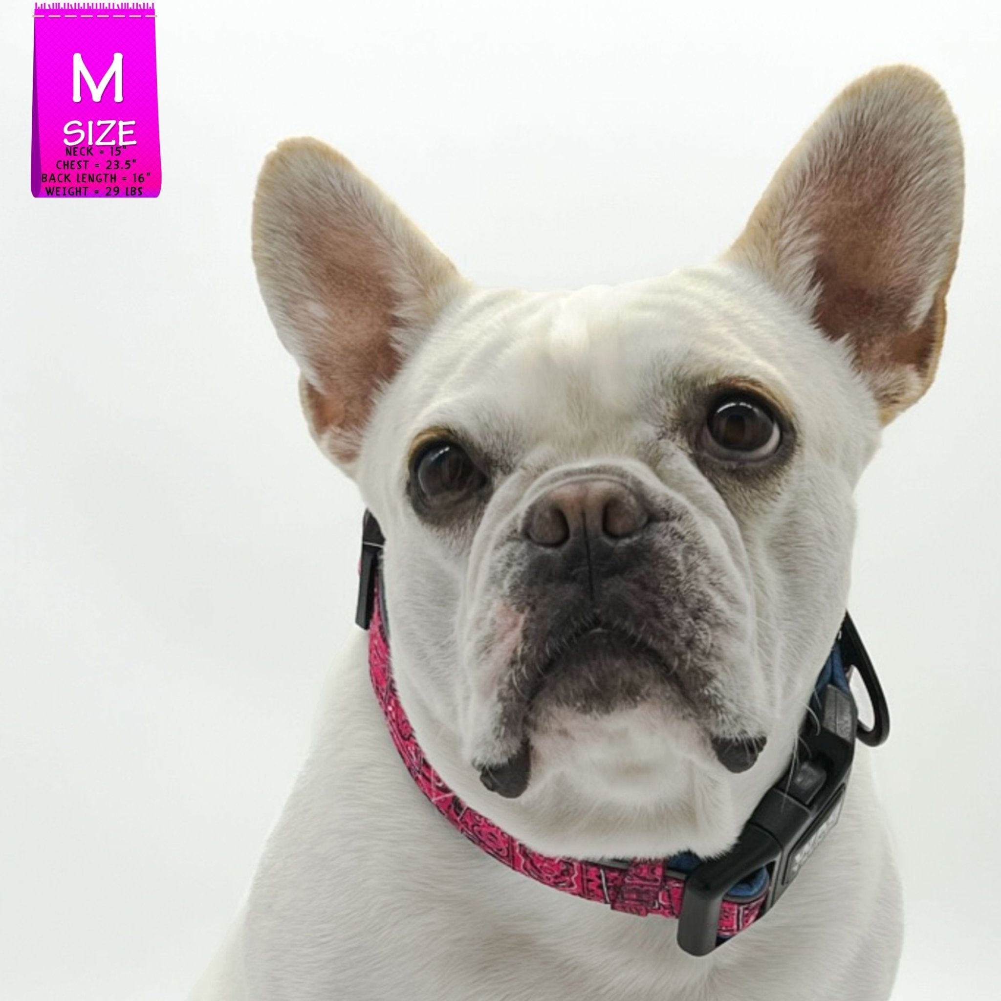 Reflective Dog Collar - French Bulldog wearing Bandana Boujee Reflective Dog Collar with Denim padded interior - against solid white background - Wag Trendz