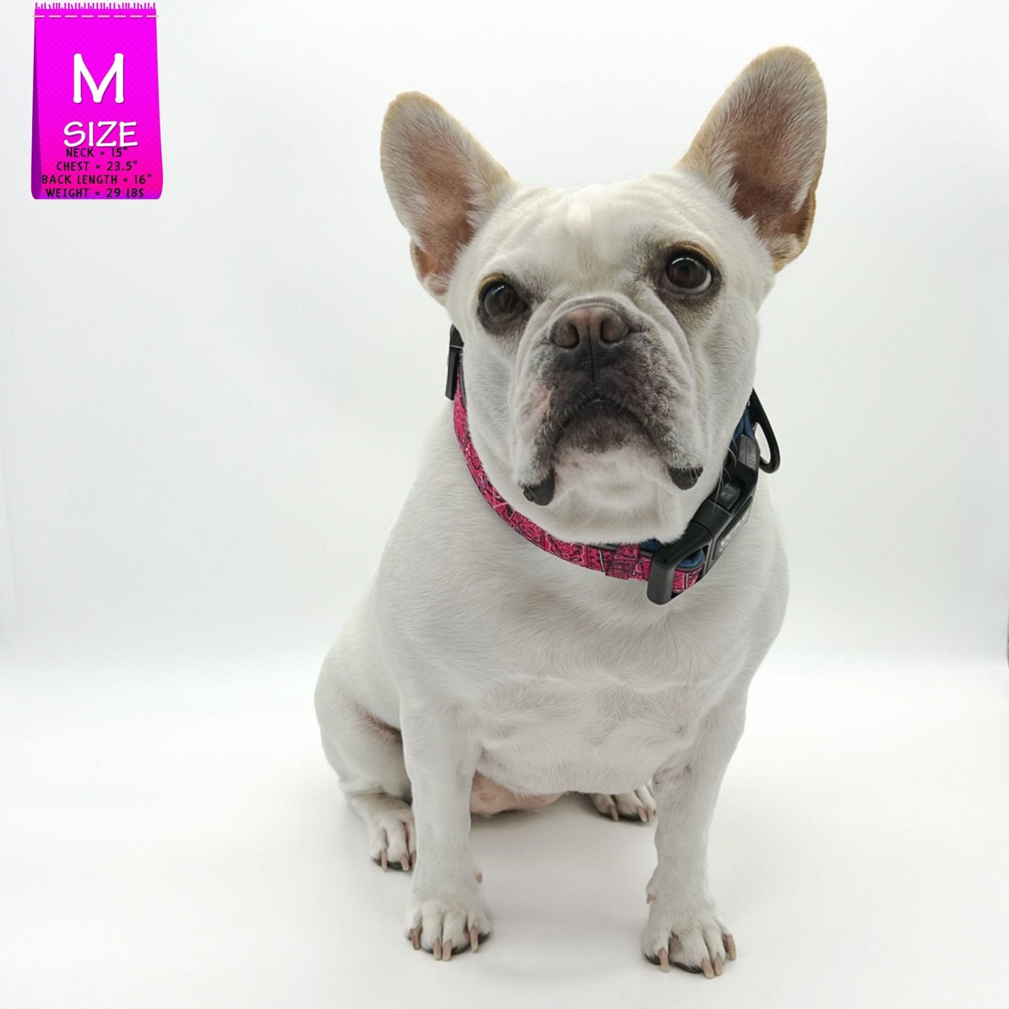 Reflective Dog Collar - French Bulldog wearing Bandana Boujee Reflective Dog Collar with Denim padded interior - against solid white background - Wag Trendz