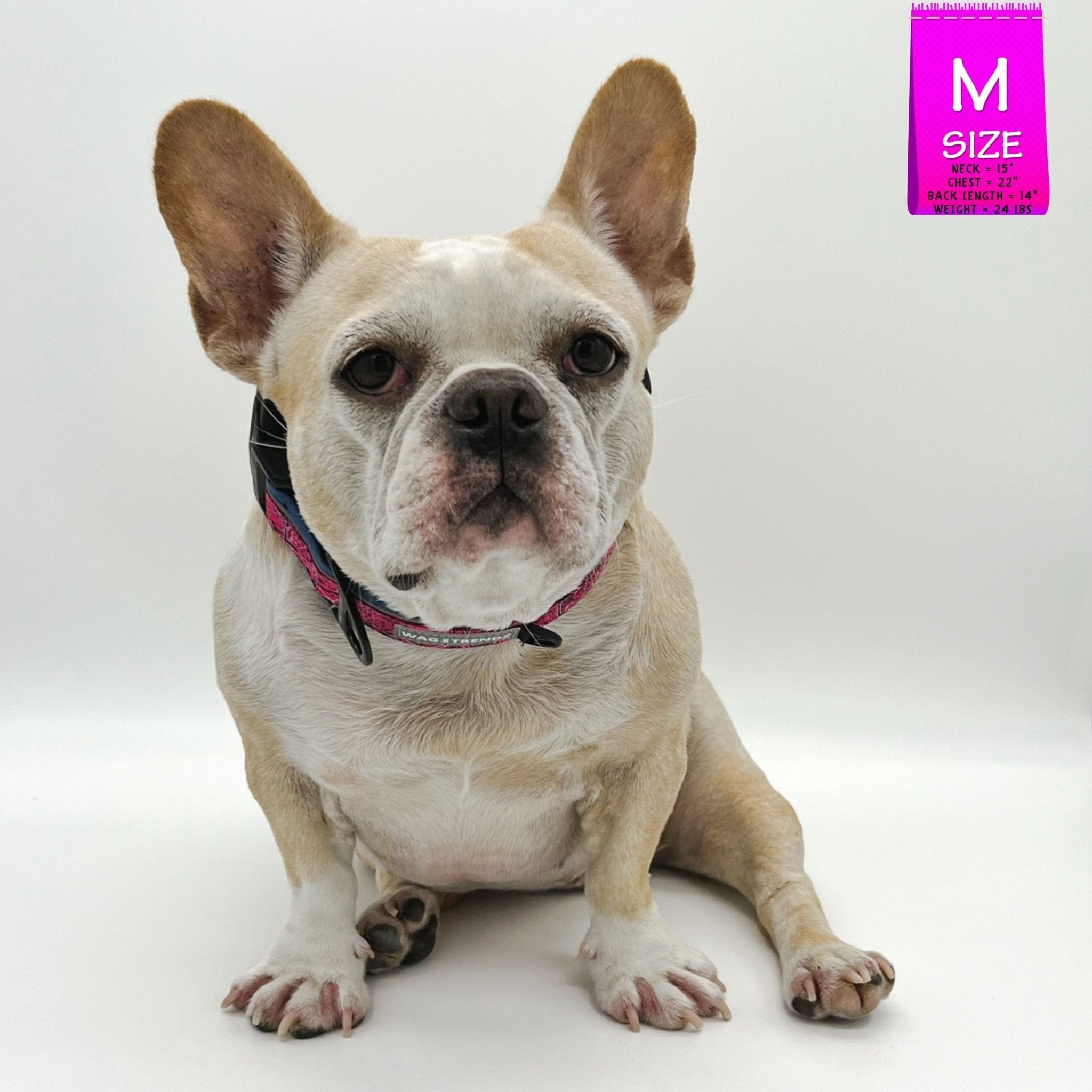 Reflective Dog Collar - French Bulldog wearing Bandana Boujee Reflective Dog Collar with Denim padded interior - against solid white background - Wag Trendz