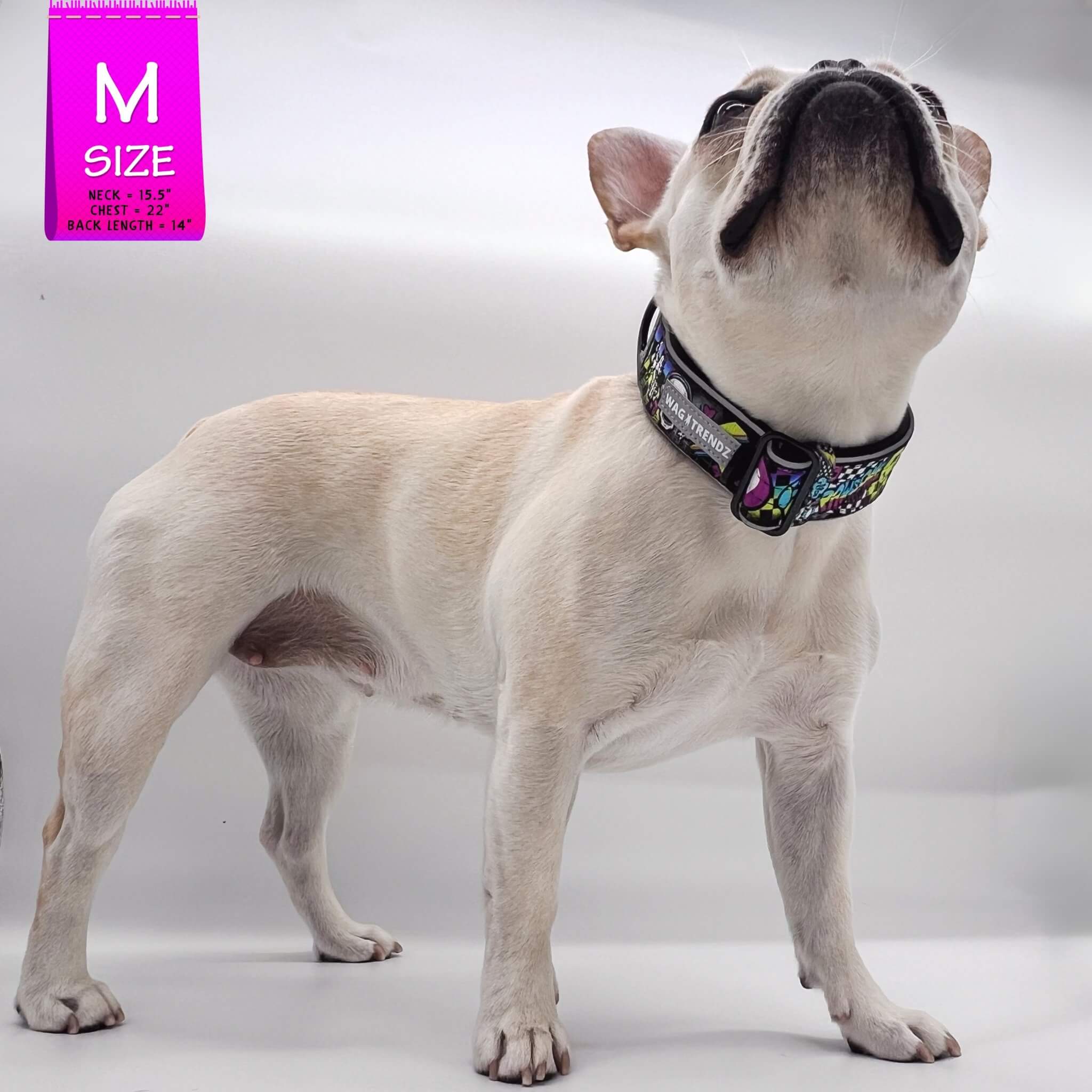 Reflective Dog Collar - Frenchie Bulldog wearing Skull Society reflective collar with multicolored graphics in yellow, blue, purple with black background - against solid white background - Wag Trendz