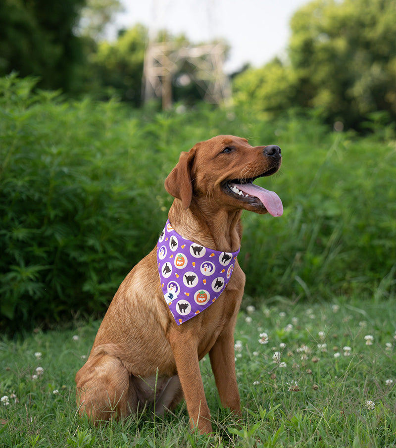 Camping & Smores Dog Bandana - Image 2