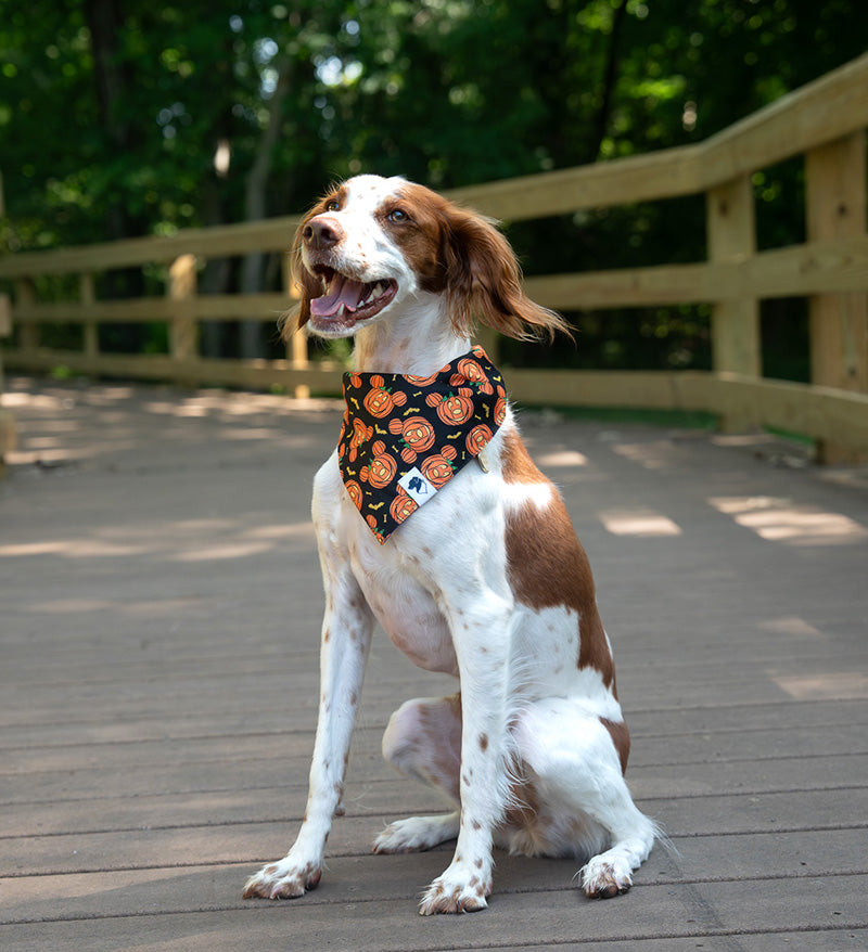 Camping & Smores Dog Bandana - Image 3