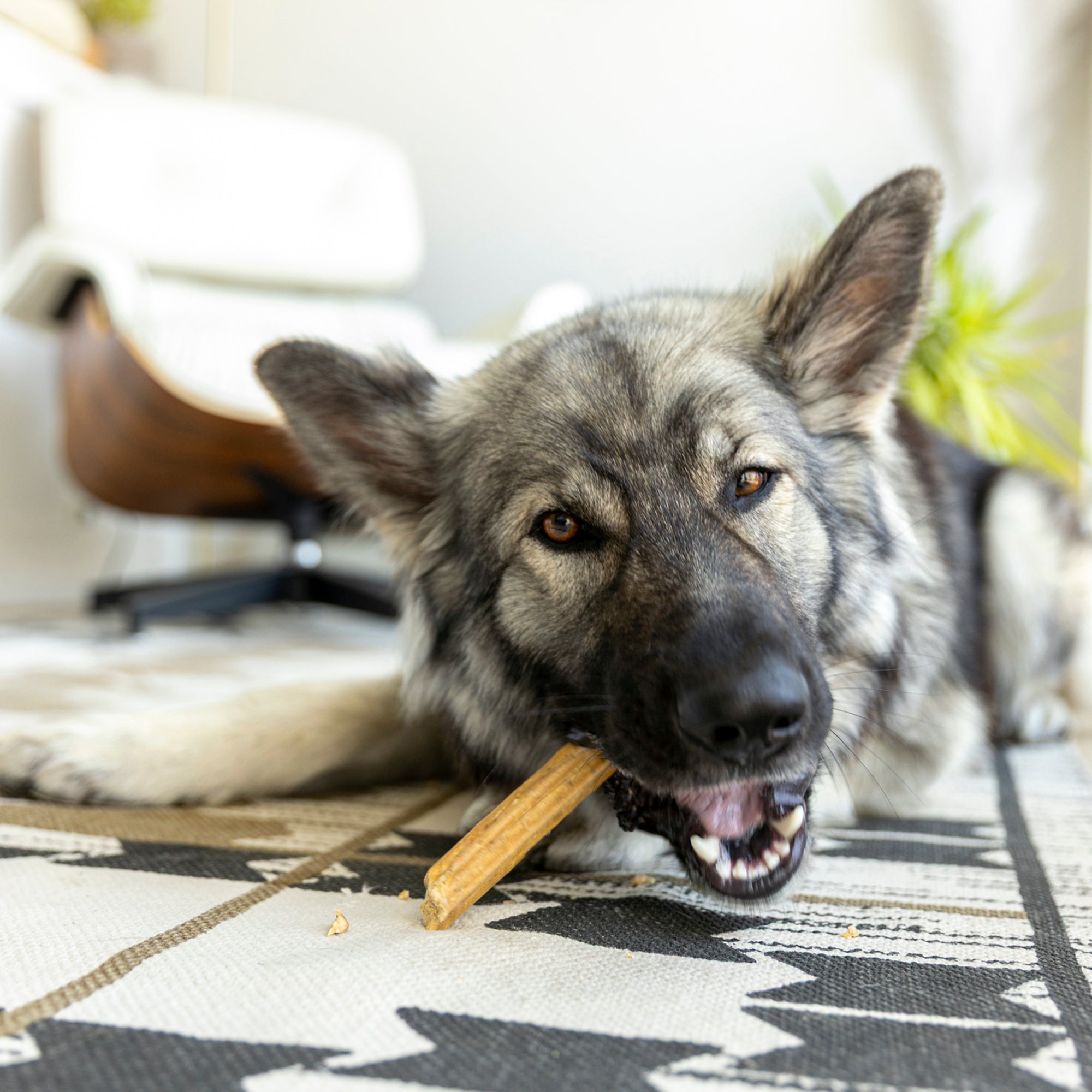 Natural Dental Sticks - Image 10