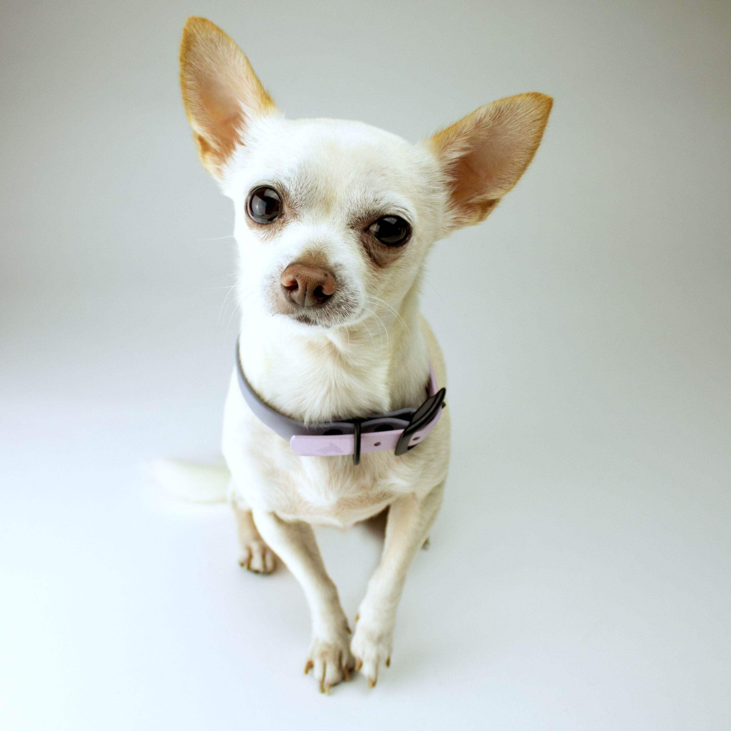 gray and violet dog collar