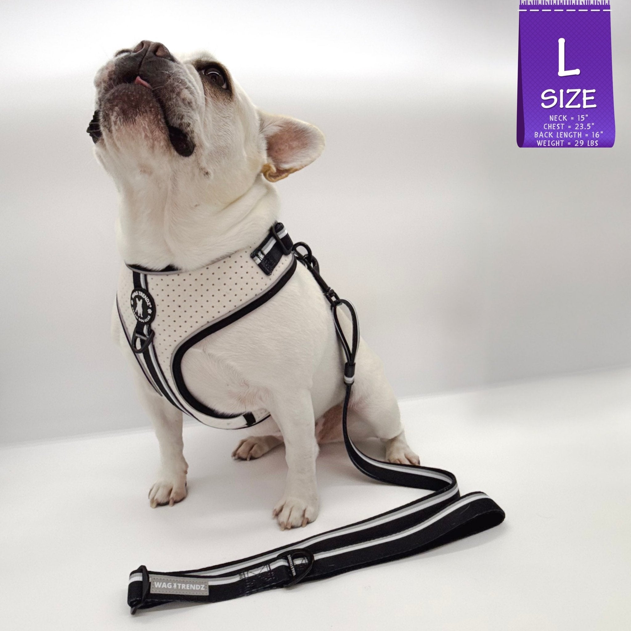 French Bulldog wearing a white harness and black adjustable leash with a 'L' size label on a white background