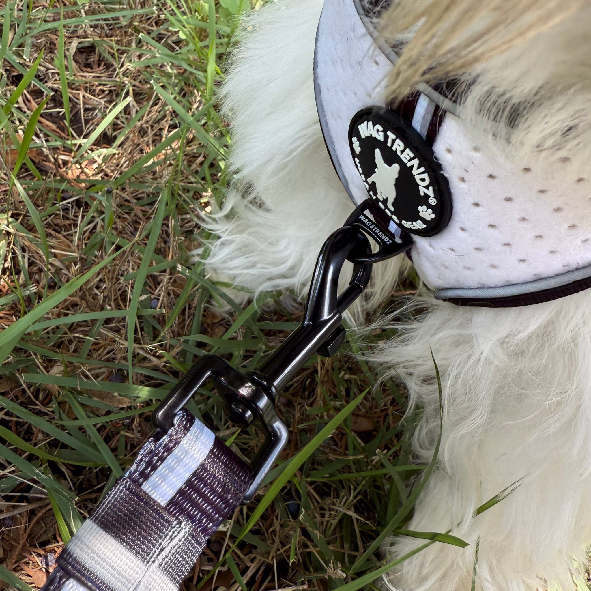 Small dog wearing a white dog harness with a black leash attached, sitting in the grass.