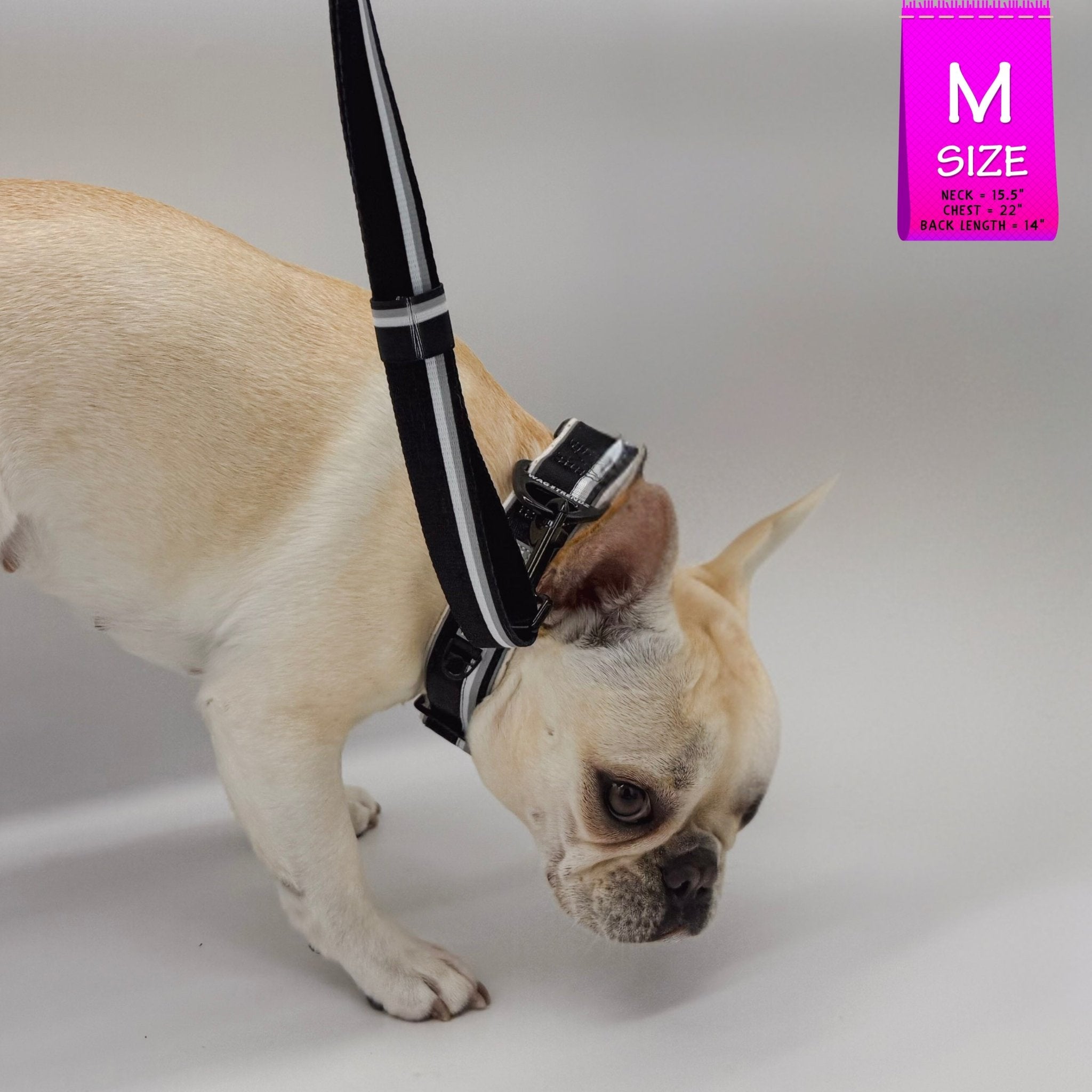 French Bulldog wearing a black collar with matching adjustable leash attached on a gray background with a 'M' size label in the corner.