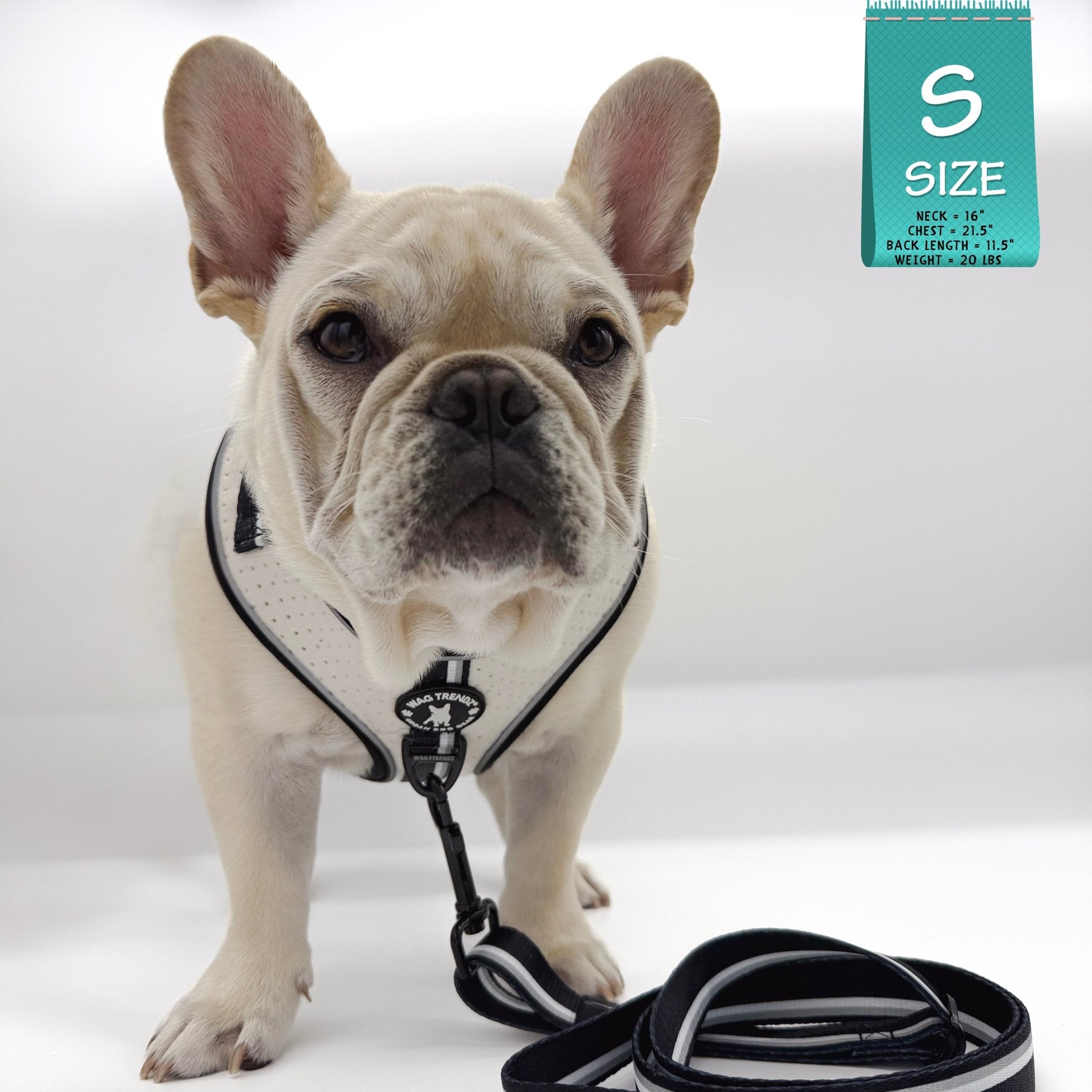 French Bulldog Puppy wearing a white dog harness with an adjustable leash attached on a white background
