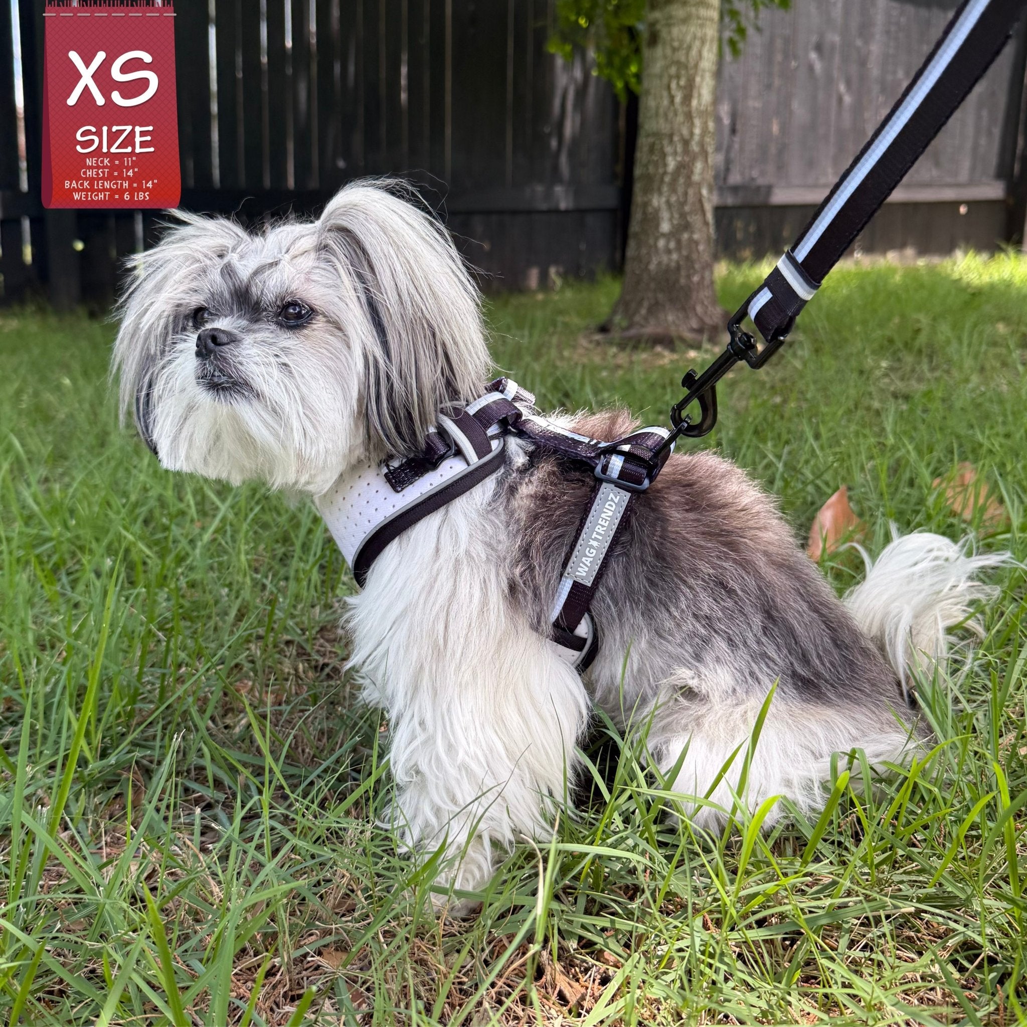 Small dog wearing a white dog harness on a dog leash in a grassy area with an 'XS Size' sign in the background.