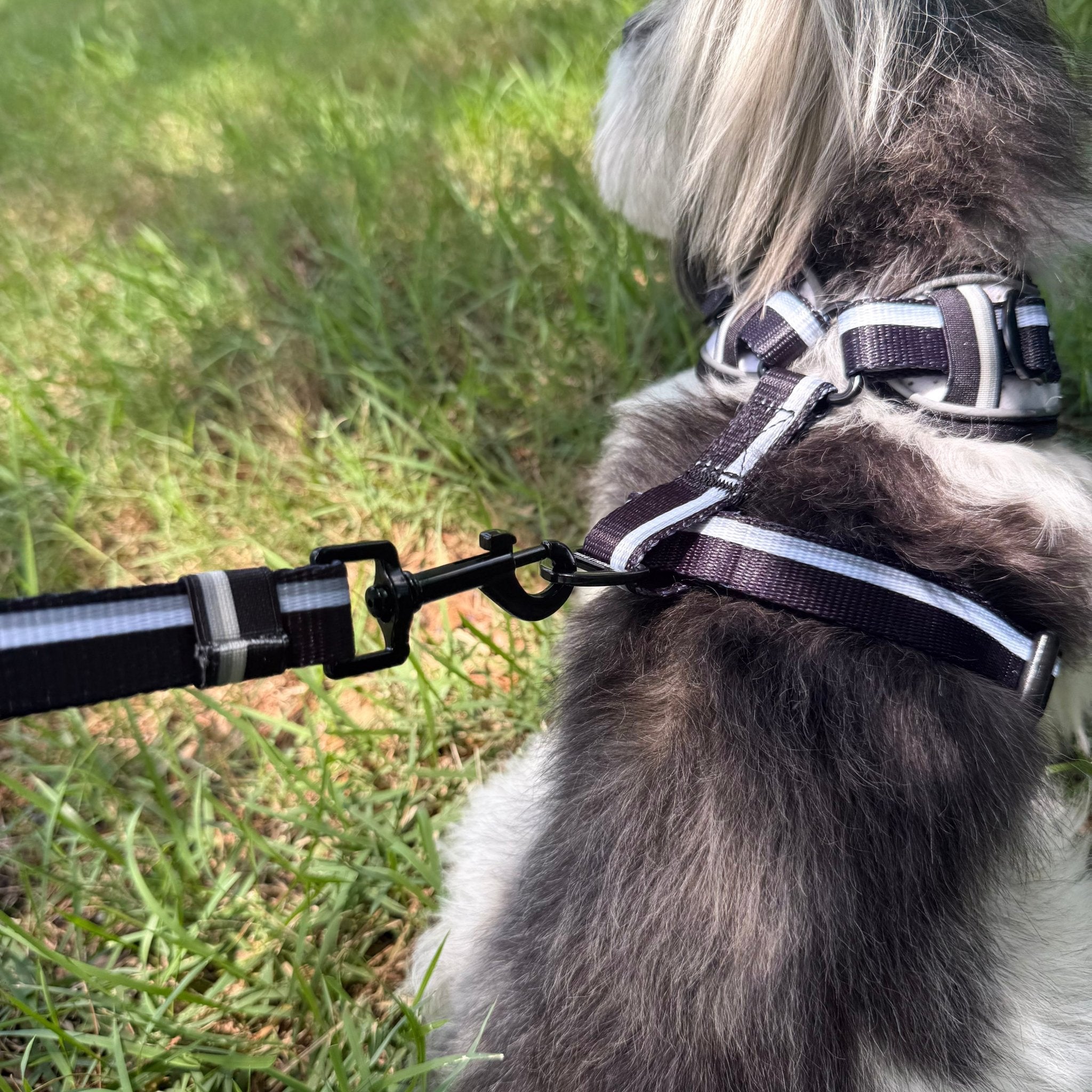 Small dog wearing a white dog harness and black leash sitting on grass