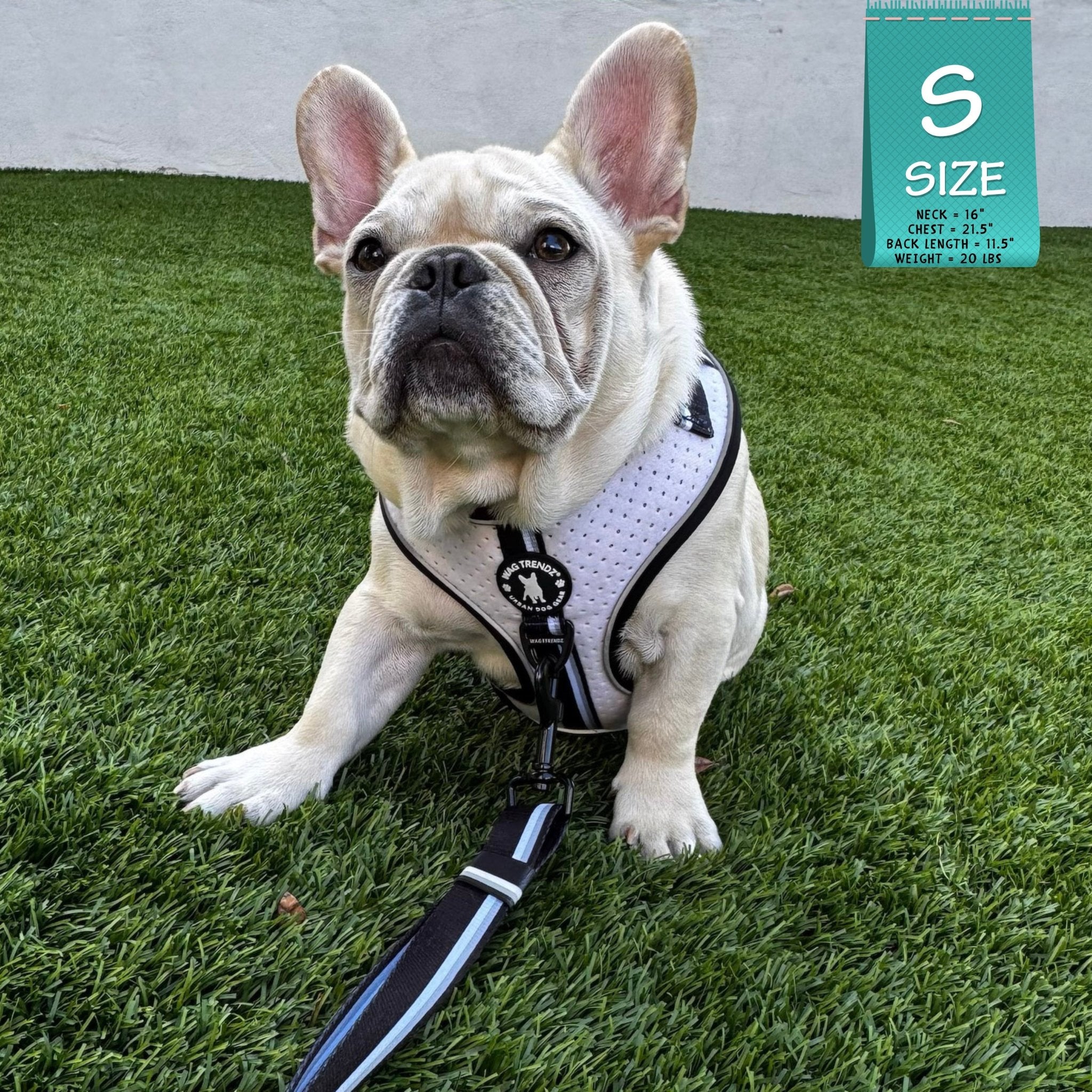 French Bulldog Puppy wearing a white harness with black adjustable leash attached sitting on grass with a 'S' size tag in the corner