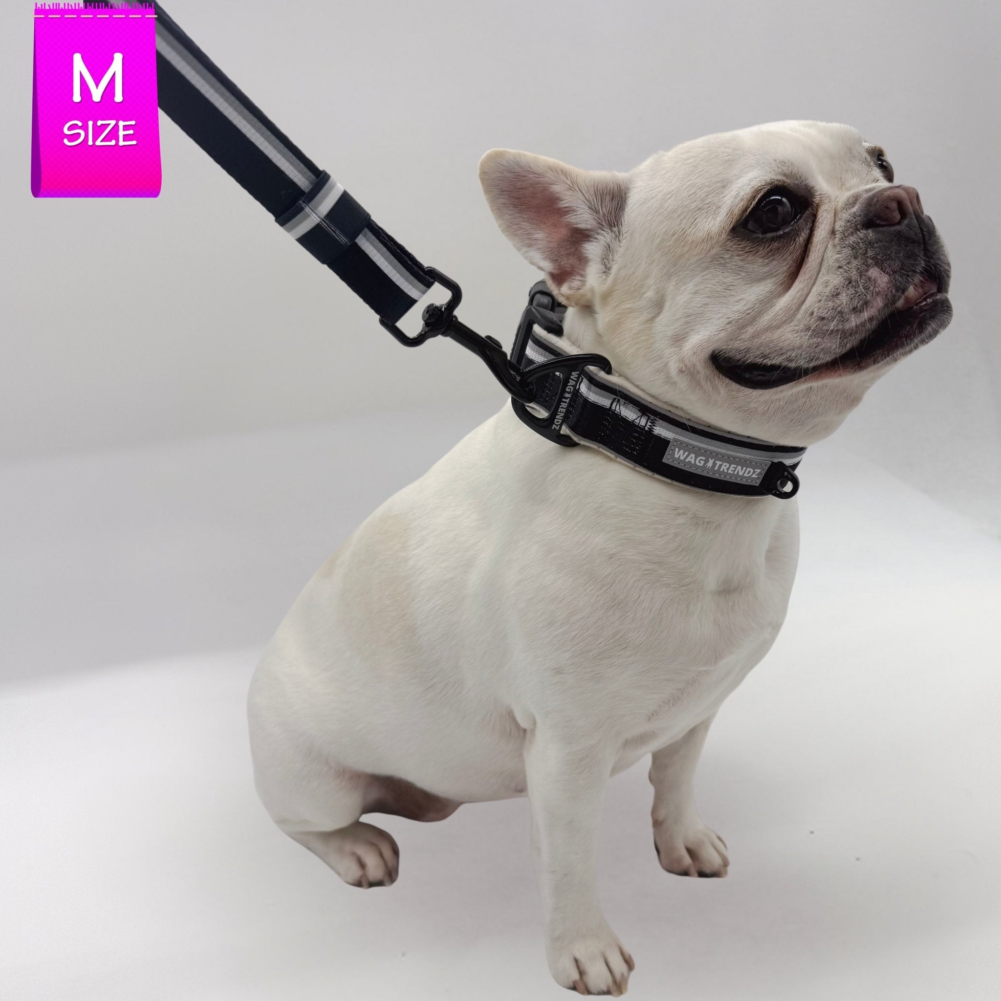 Cream French Bulldog wearing a black collar and adjustable leash on a white background