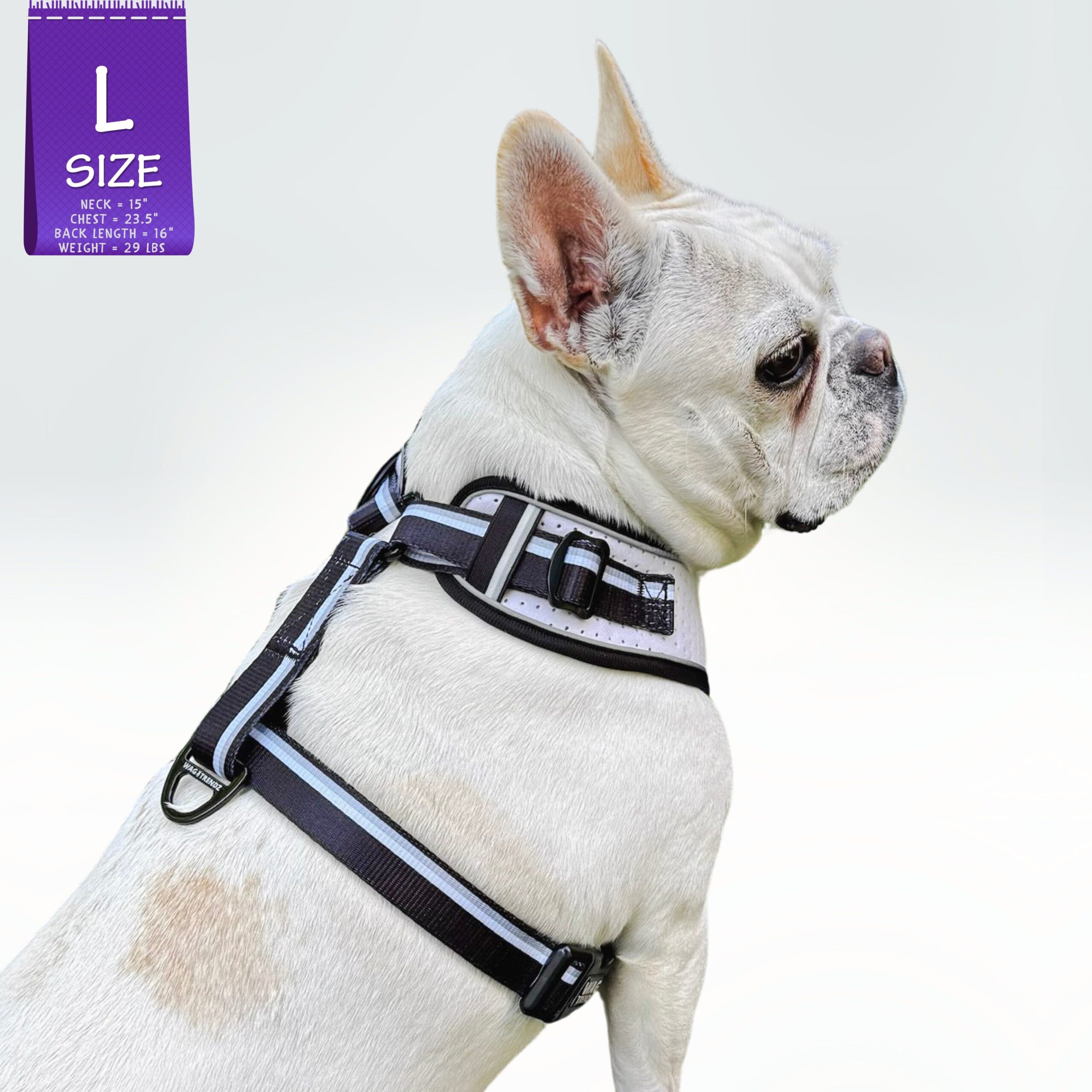 White French Bulldog wearing NeoCool™ Sport Dog Harness in White with Black accents with a size label on a white background