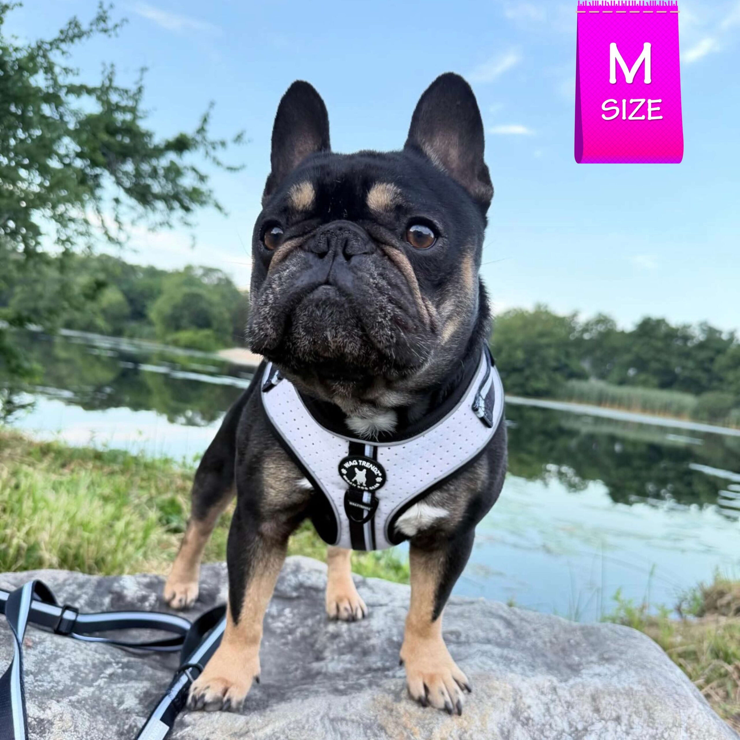French Bulldog wearing NeoCool™ Sport Dog Harness in White with Black accents with trees and lake in background
