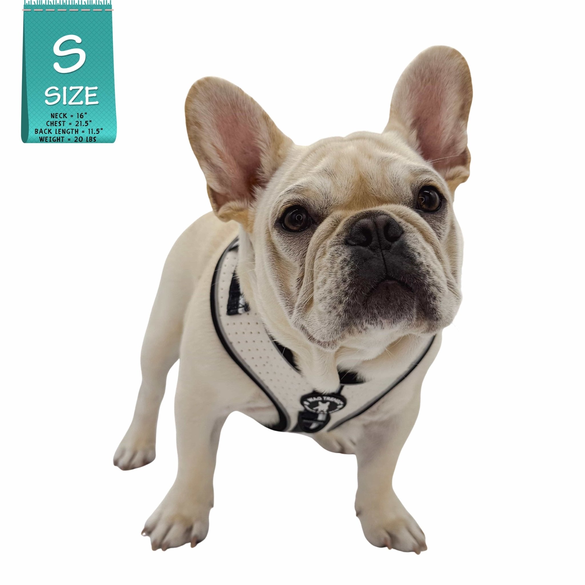 French Bulldog Puppy wearing NeoCool™ Sport No Pull Dog Harness in White with Black accents with a size label on a white background