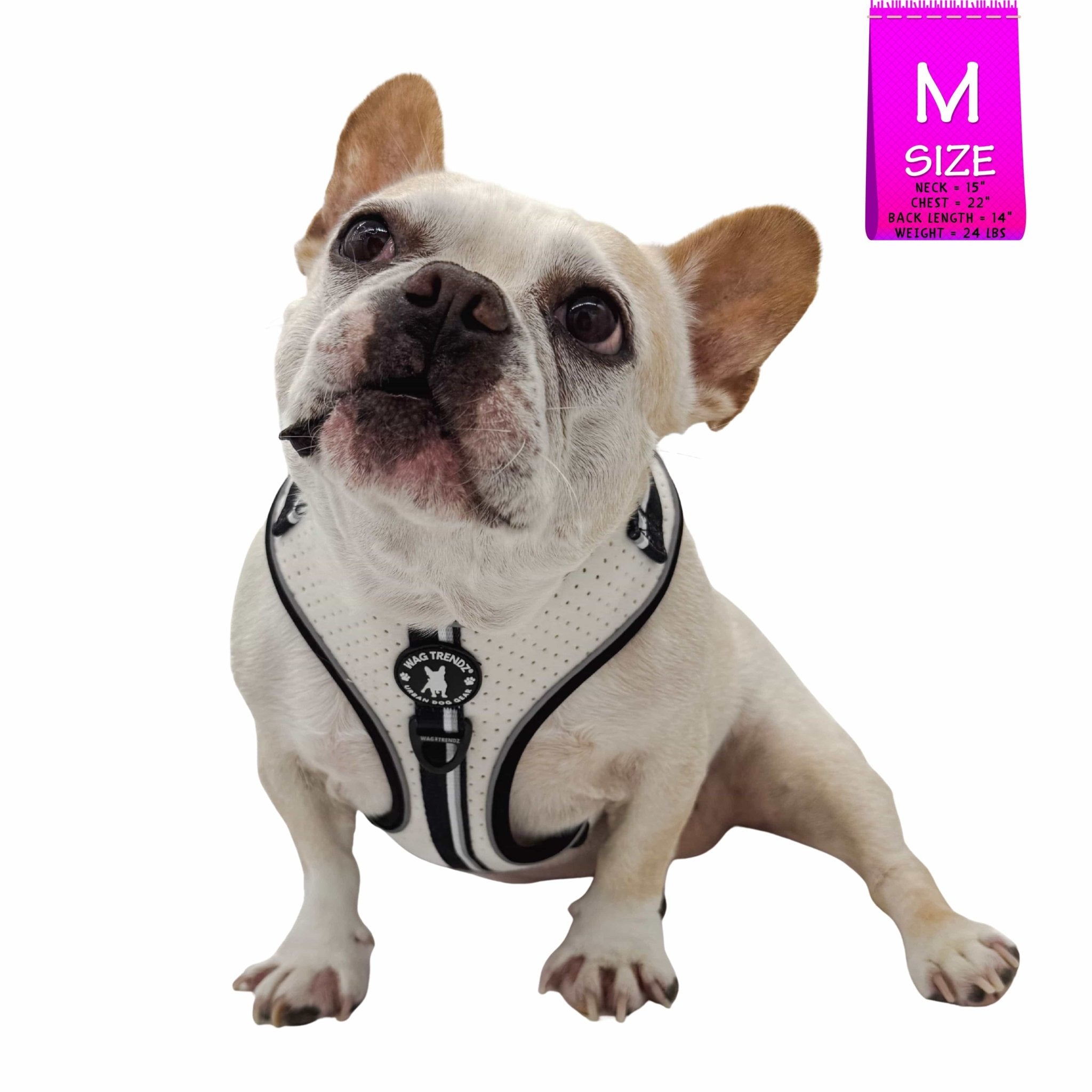 French Bulldog wearing NeoCool™ Sport Dog Harness in White with Black accents with a size label in the corner on a white background