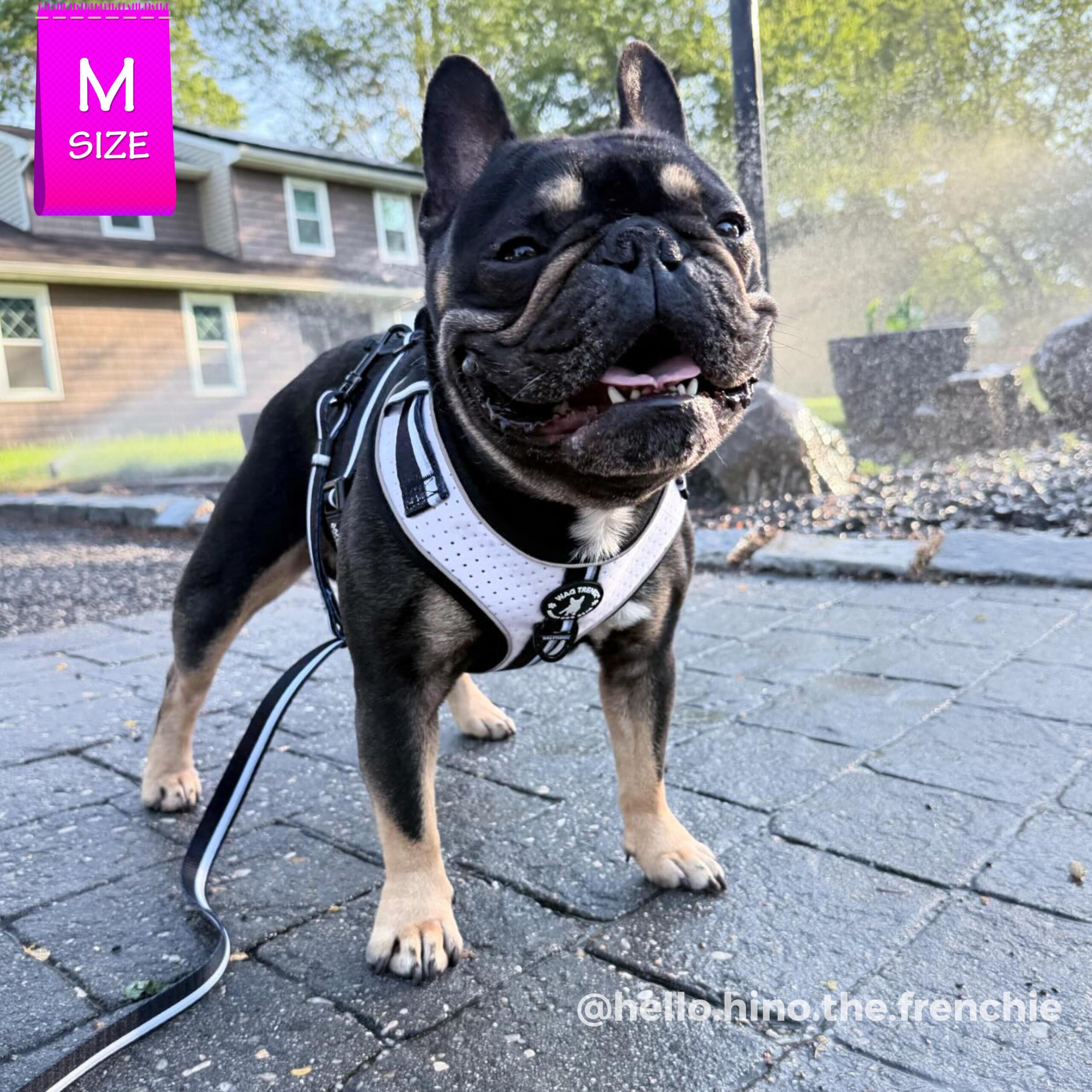 French Bulldog wearing NeoCool™ Sport Dog Harness in White with Black accents on a leash with a 'M Size' label and 'hello hino the frenchie' text.