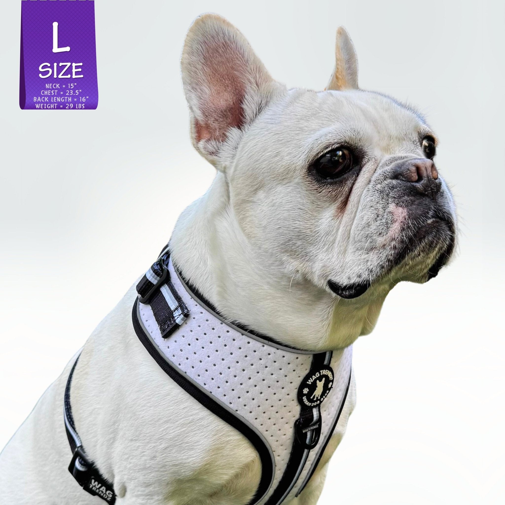 French Bulldog wearing NeoCool™ Sport Dog Harness in White with Black accents with a size label on a white background