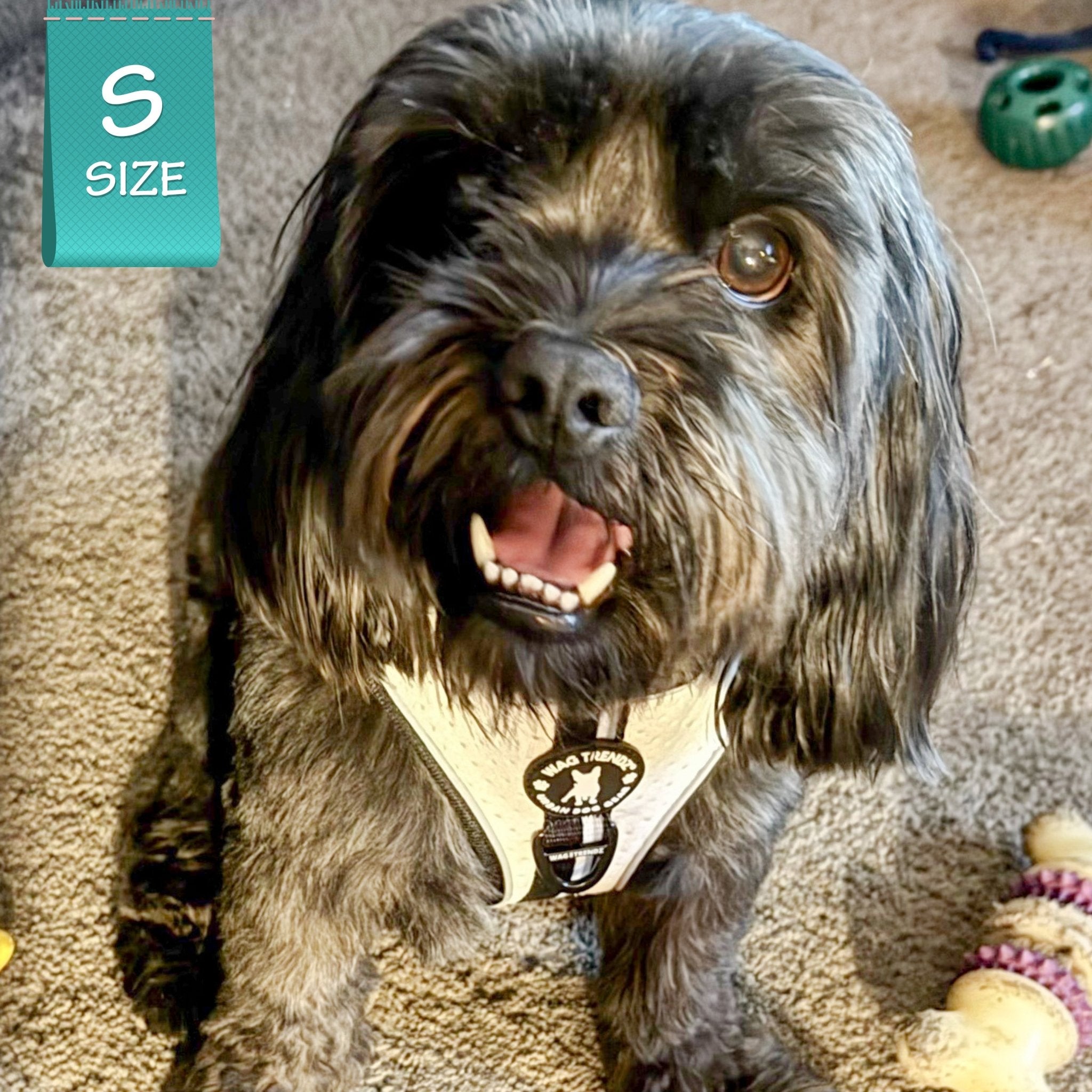 Dog wearing a NeoCool Sport Dog Harness with a size label in the corner