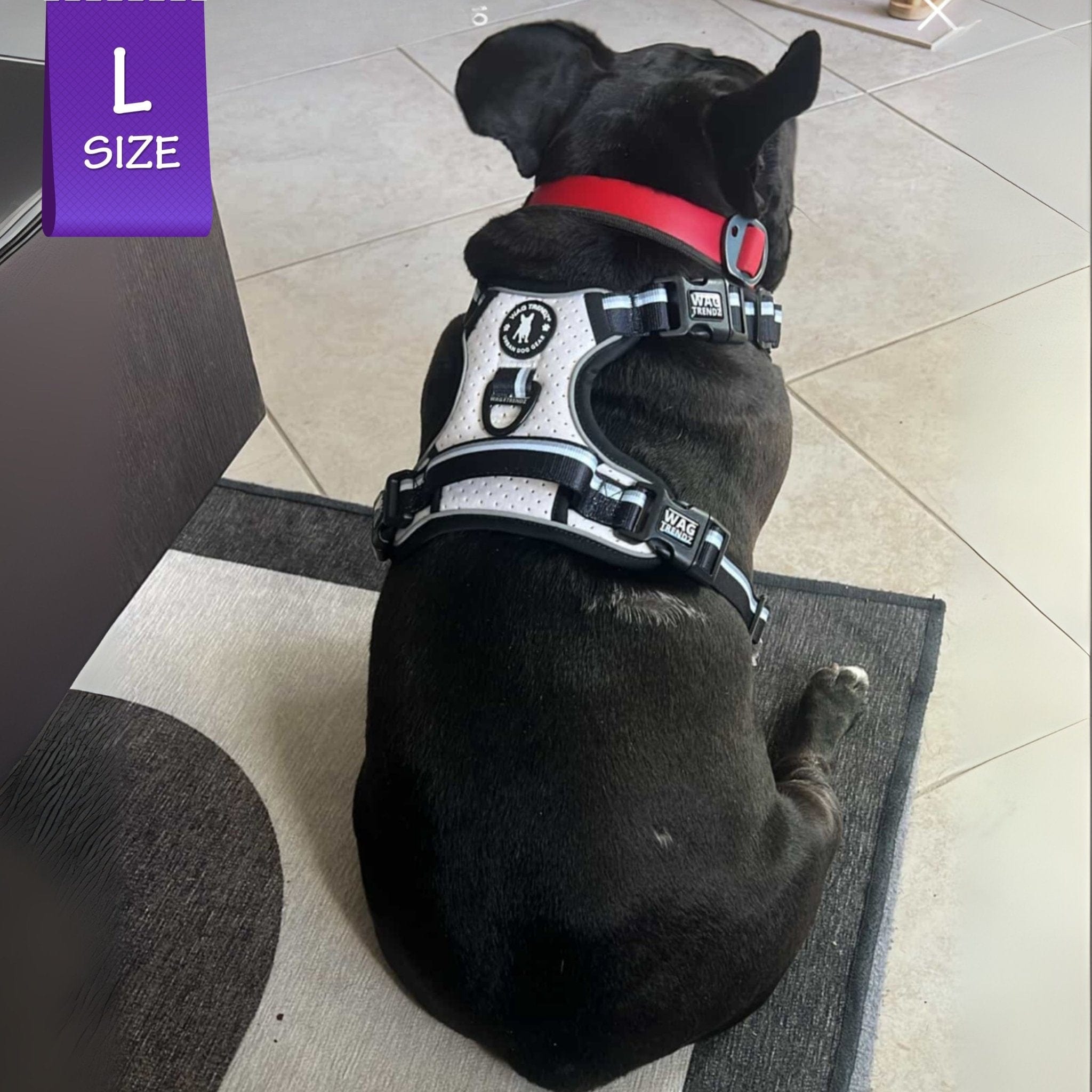 Black French Bulldog wearing a NeoCool™ Sport Dog Harness With Handle in white with black and gray accents on a tiled floor with a 'L Size' label.