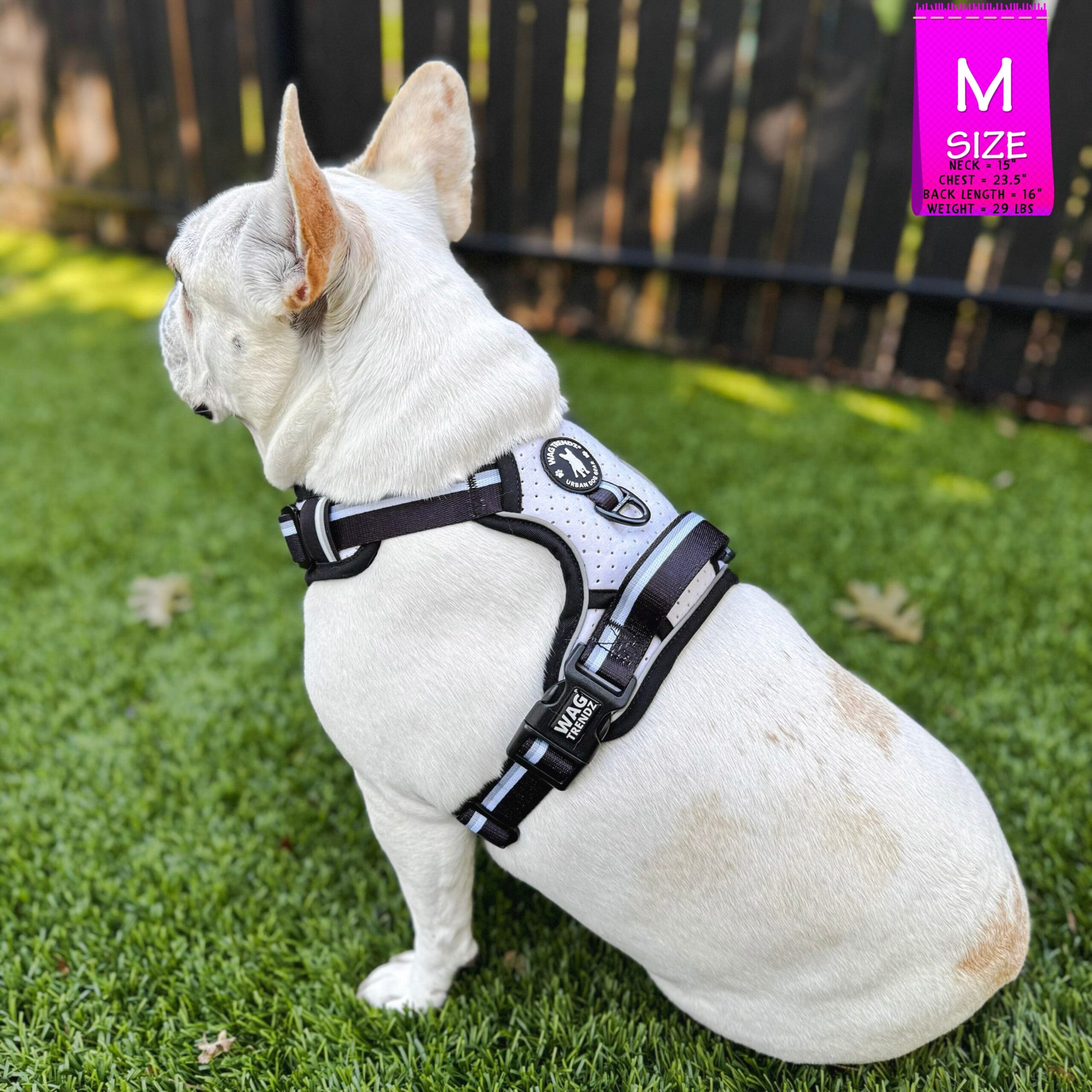 French Bulldog wearing a NeoCool™ Sport Dog Harness With Handle in white with black and gray accents on grass with a 'M' size label in the corner.