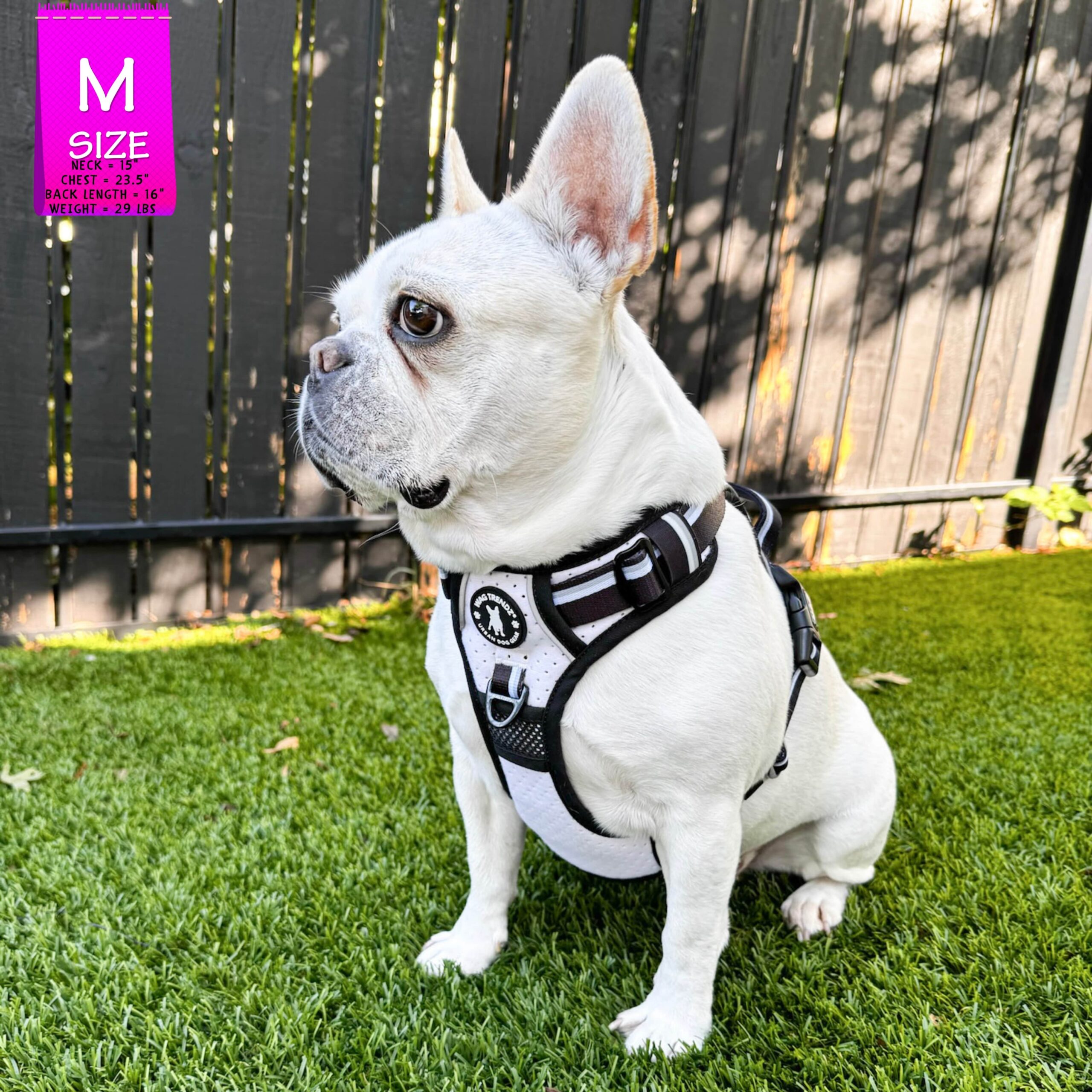 French Bulldog wearing a NeoCool™ Sport Dog Harness With Handle in white with black and gray accents on grass with a 'M" size label in the corner.