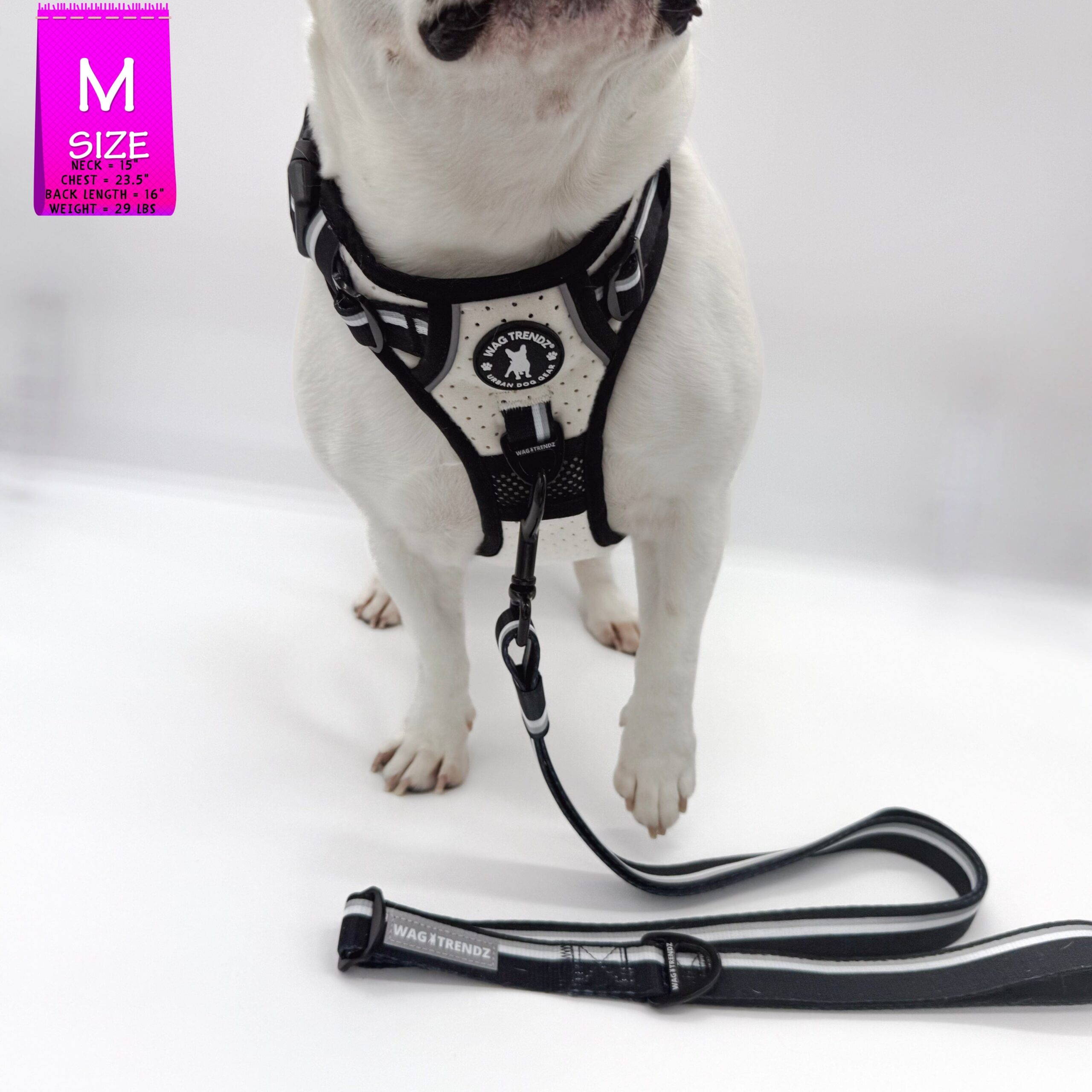 French Bulldog wearing a NeoCool™ Sport Dog Harness With Handle with matching leash on a white background with a 'M' size label in the corner.