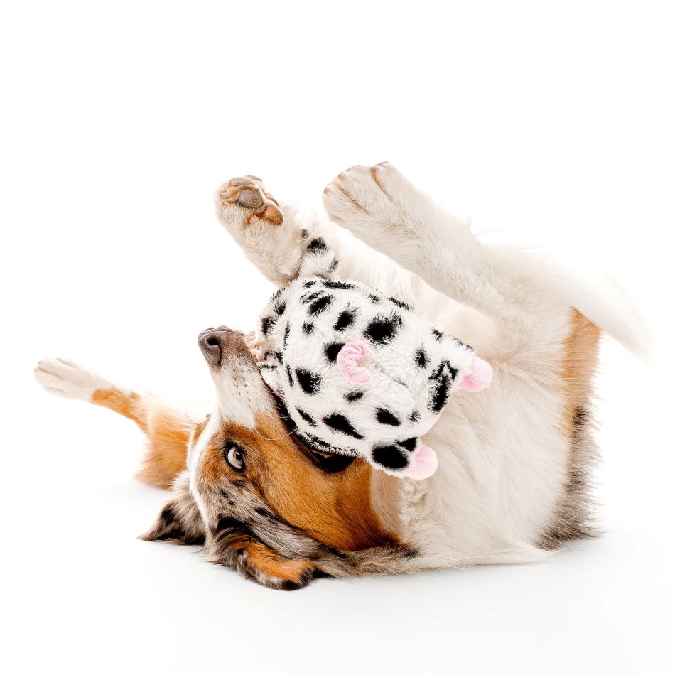banner:jumbo plush pig with a 50 lb dog