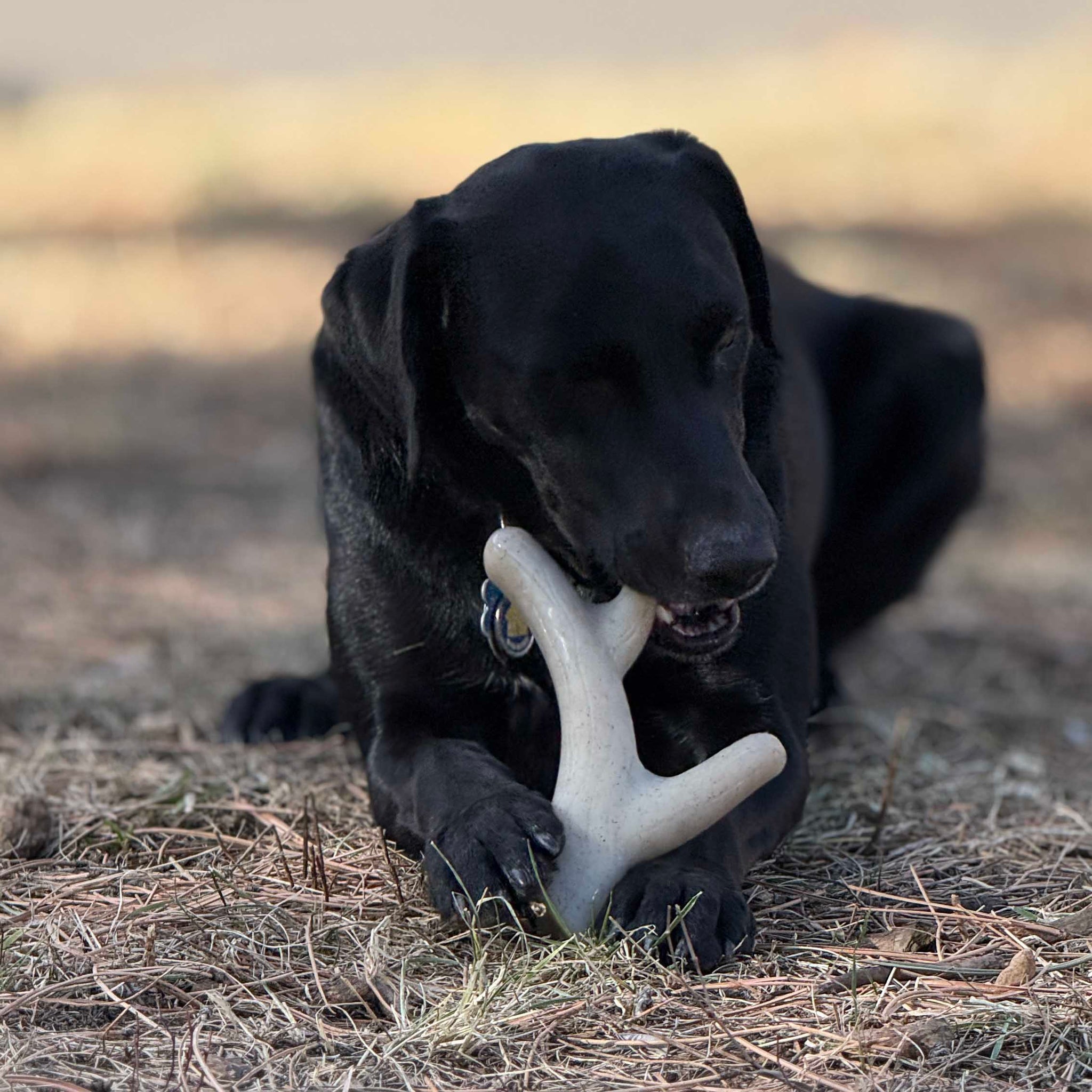 SodaPup Ever Antler Nylon Chew Bone | Elk Shaped Dog Toy Aggressive Chewers